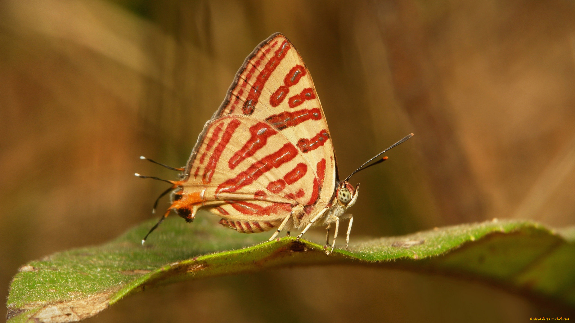 животные, бабочки, , мотыльки, , моли, бабочка