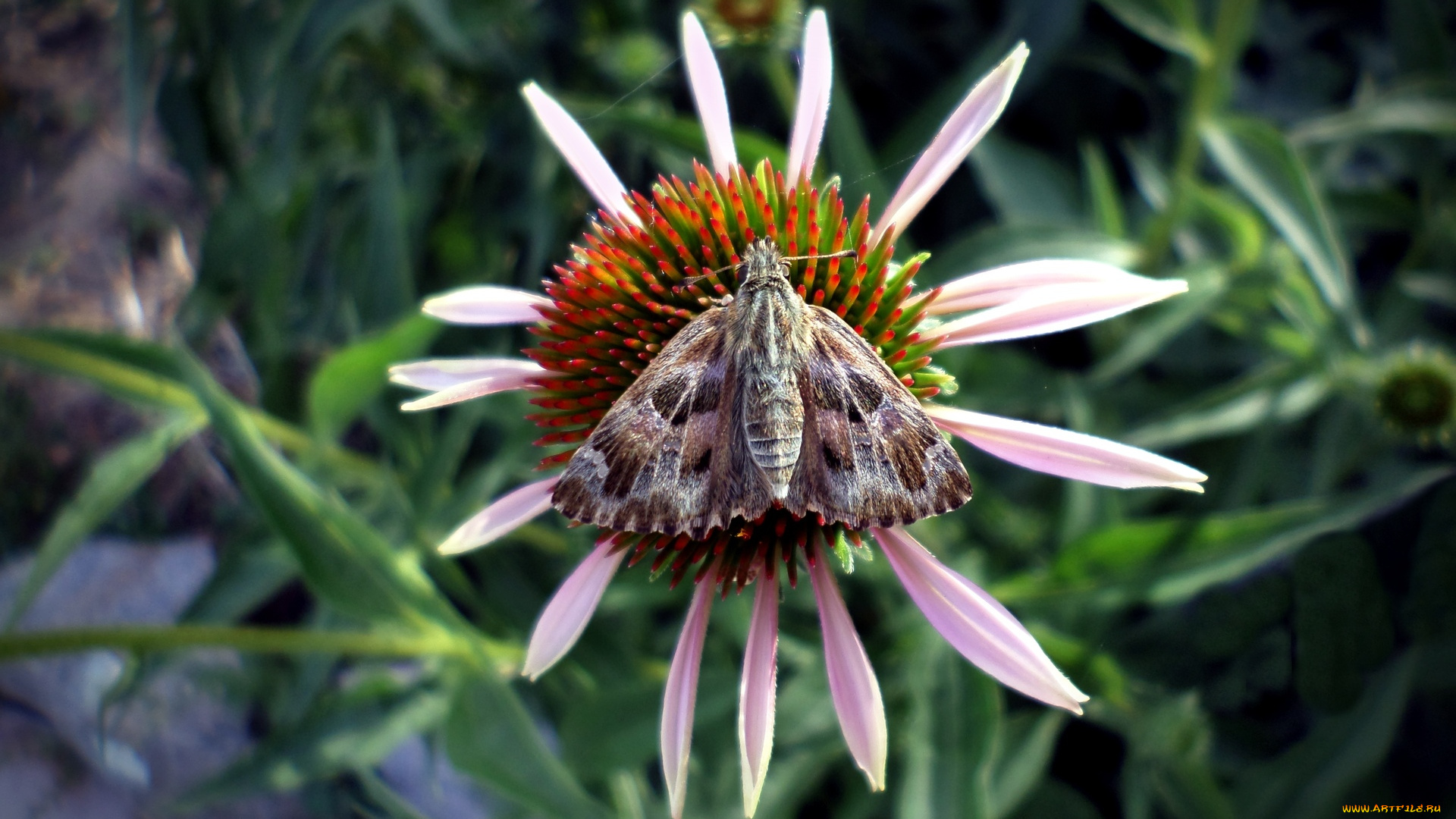 животные, бабочки, , мотыльки, , моли, цветок, мотелек