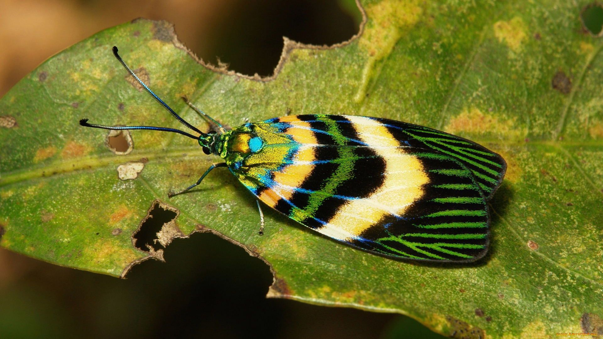 животные, бабочки, , мотыльки, , моли, макро