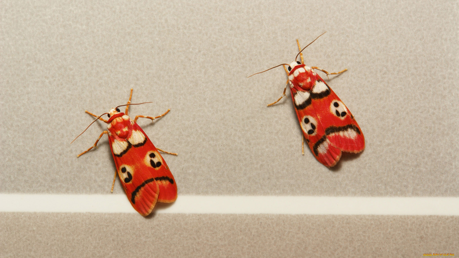 животные, бабочки, , мотыльки, , моли, макро