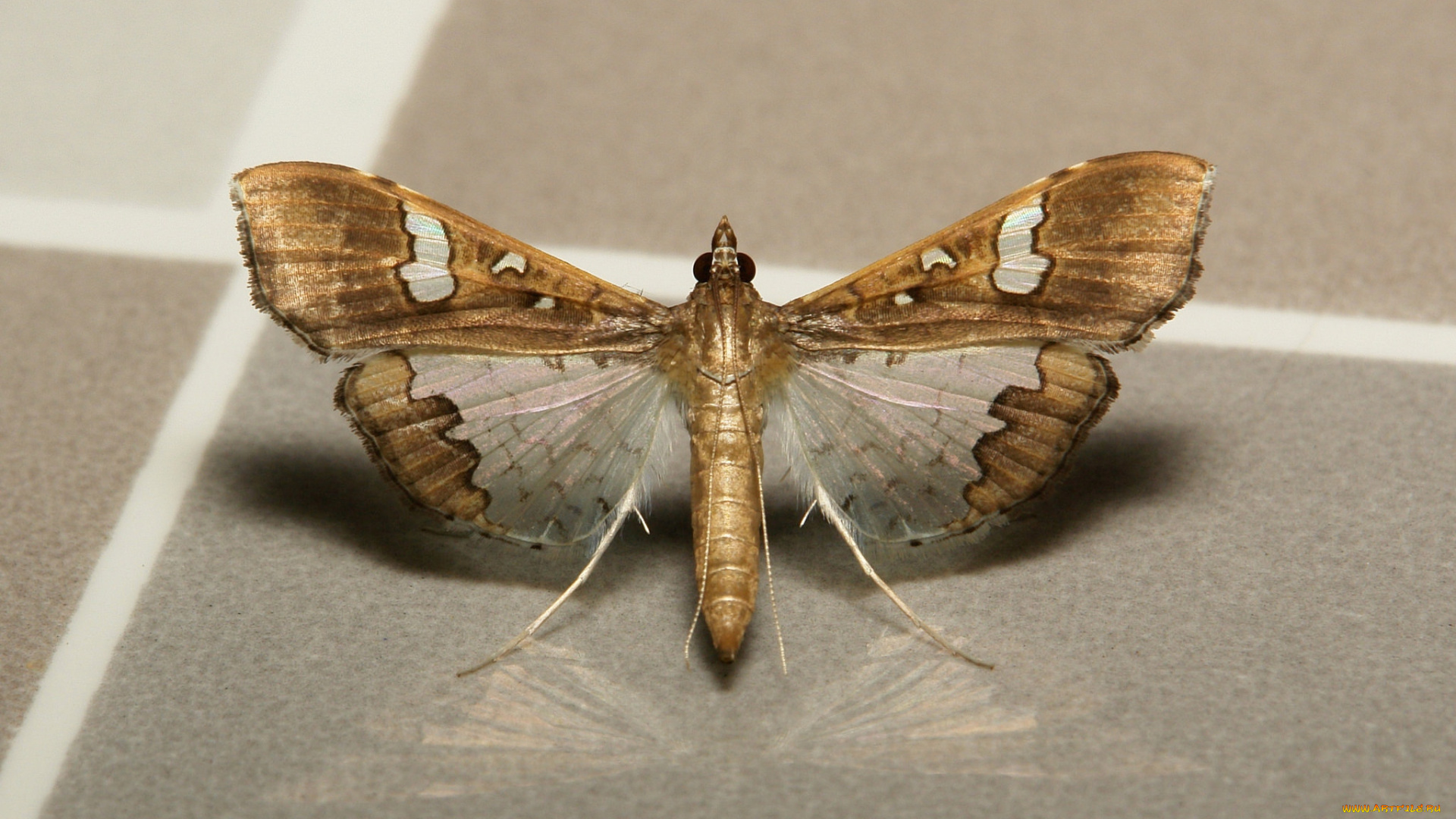 животные, бабочки, , мотыльки, , моли, моль