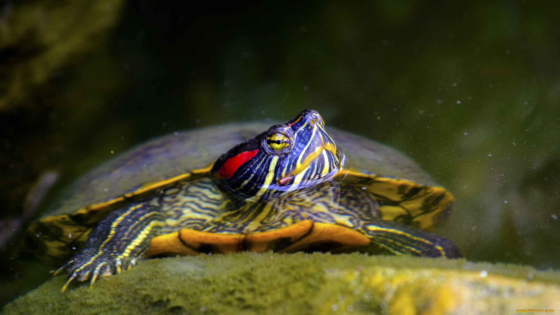 животные, Черепахи, черепаха, вода, панцырь