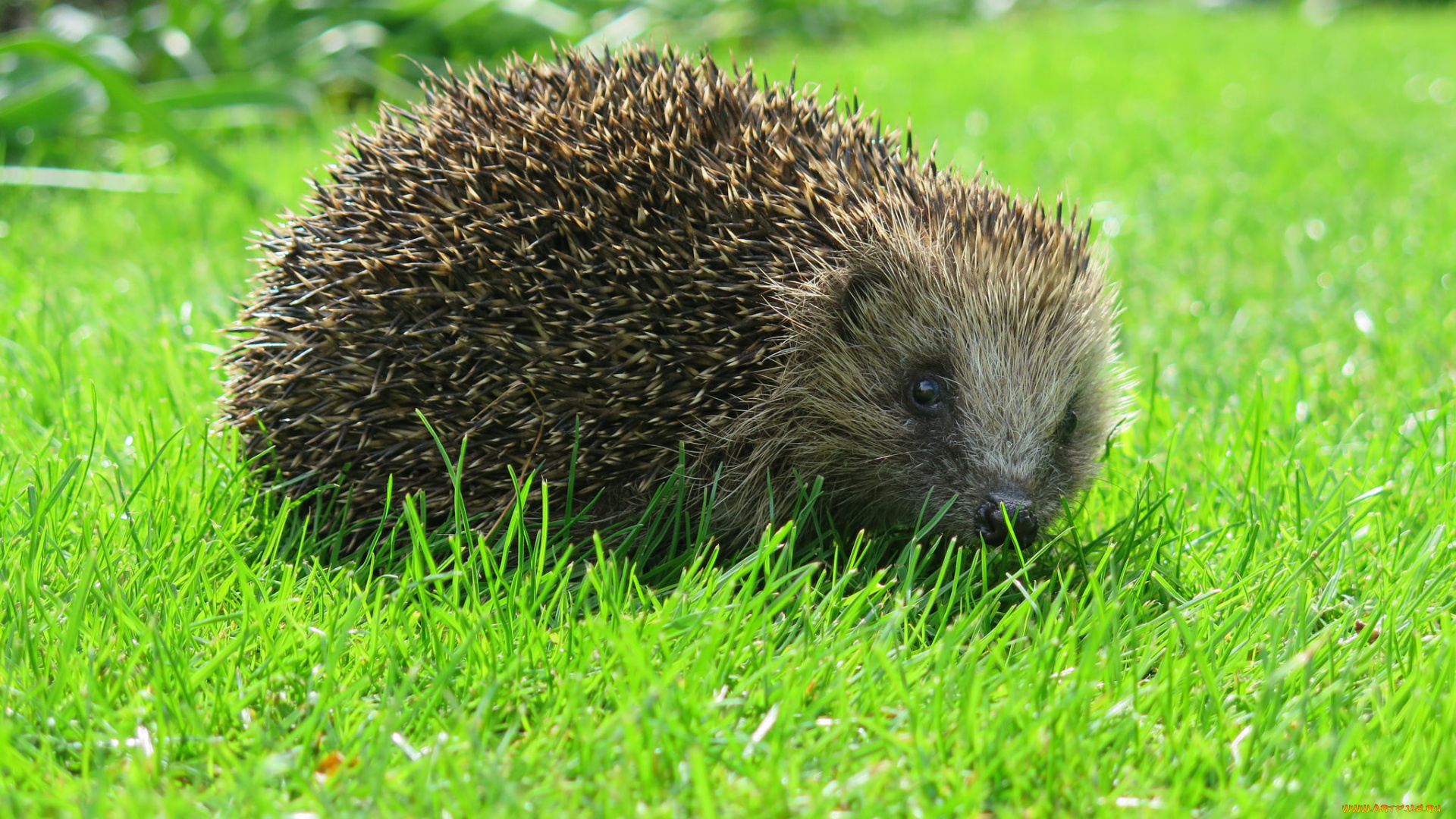 животные, ежи, забавный, нос, колючки, ежик