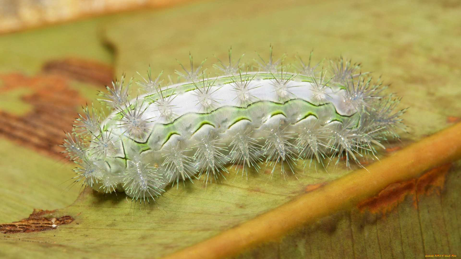 животные, гусеницы, гусеница