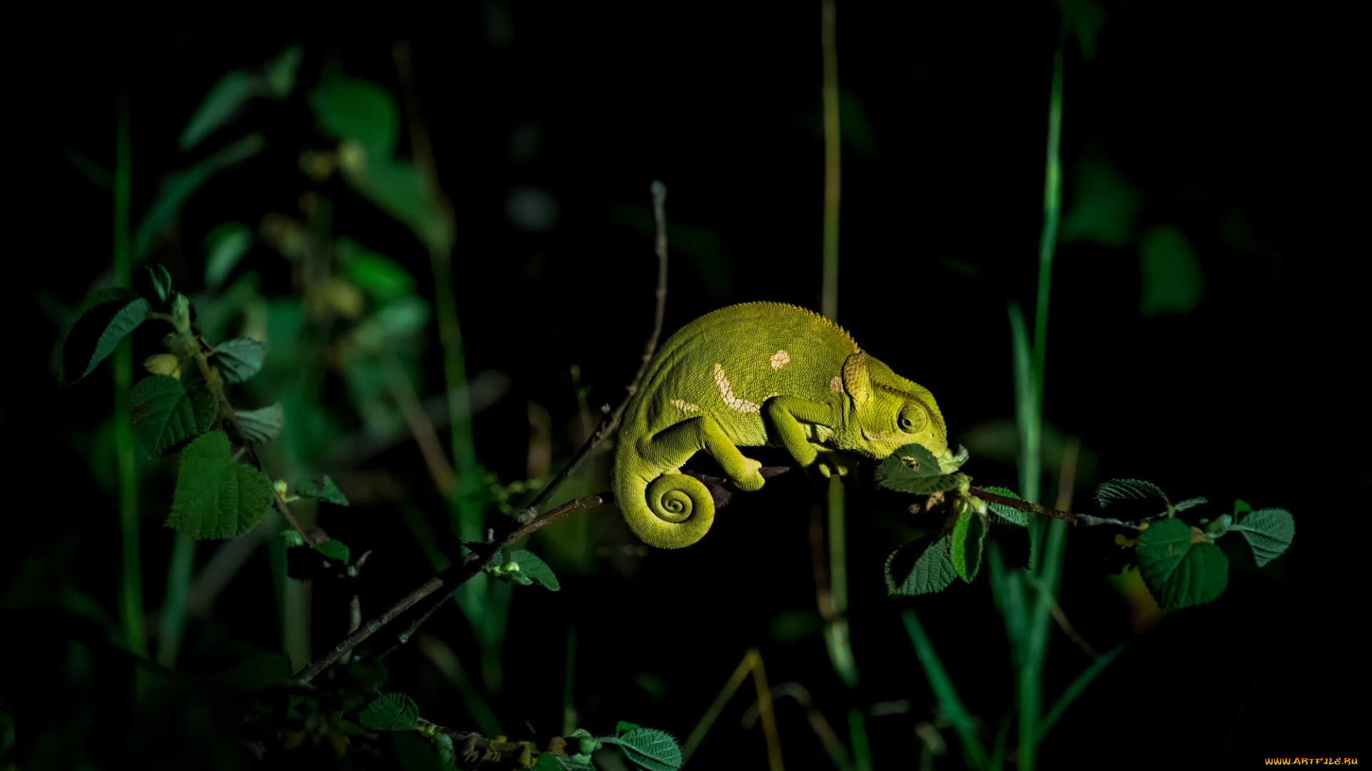 животные, хамелеоны, ночь, ветка