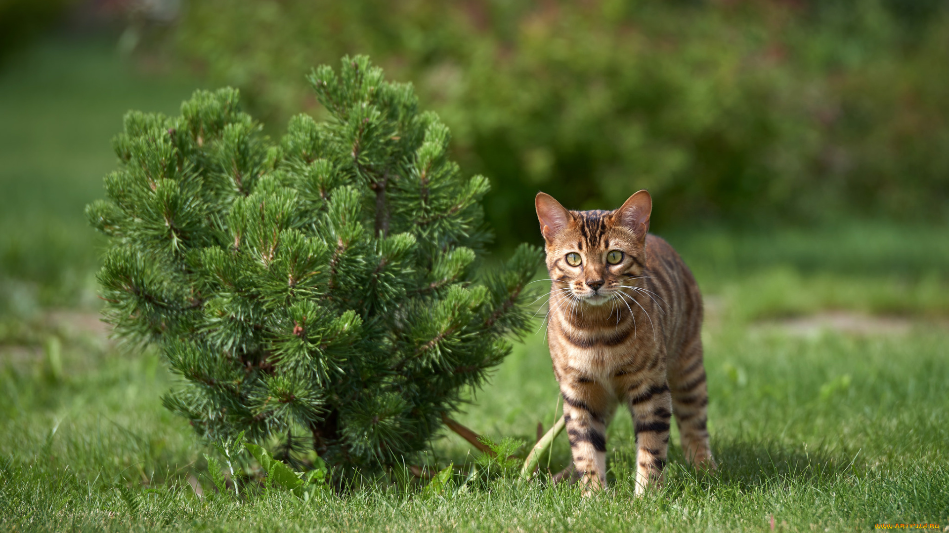 животные, коты, окрас, животное, шерсть, кошка, порода