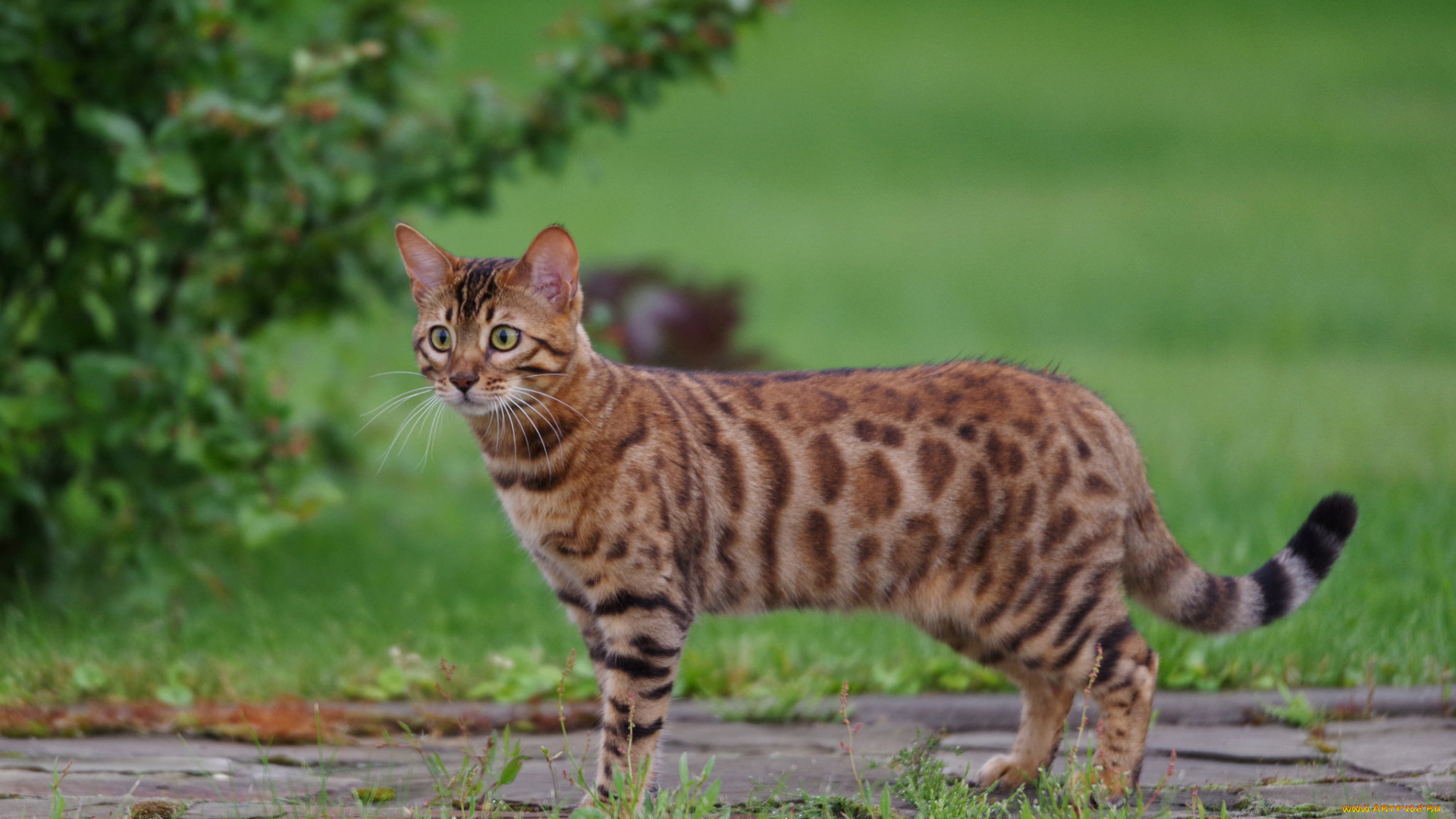 животные, коты, порода, шерсть, окрас, кошка, животное