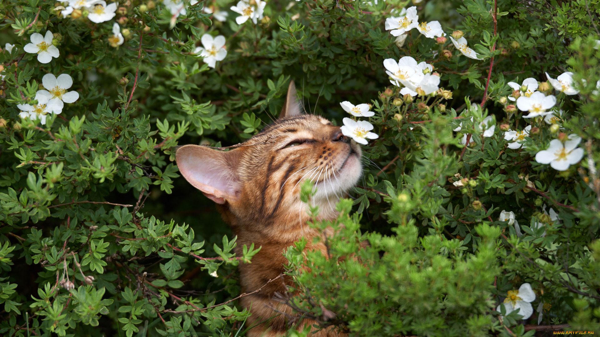 животные, коты, порода, животное, шерсть, окрас, кошка