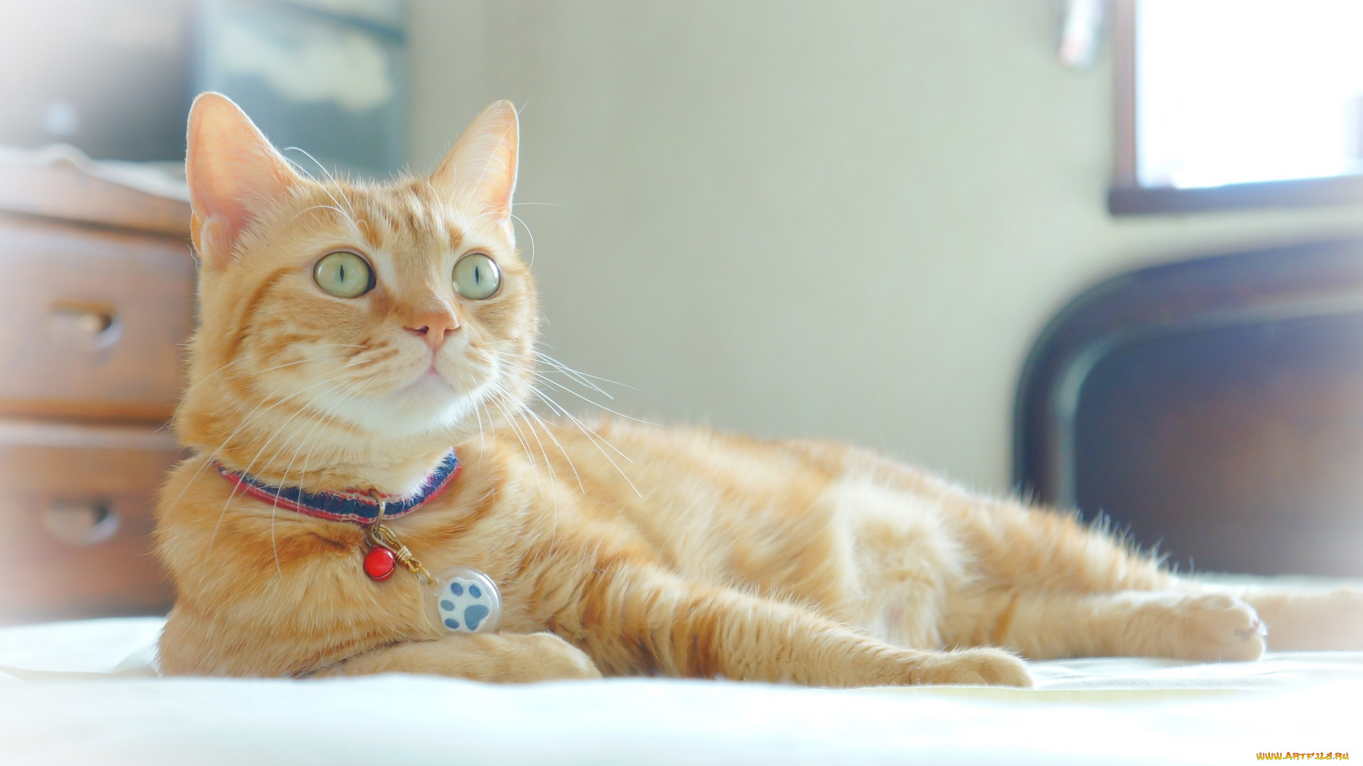 животные, коты, рыжий, ошейник
