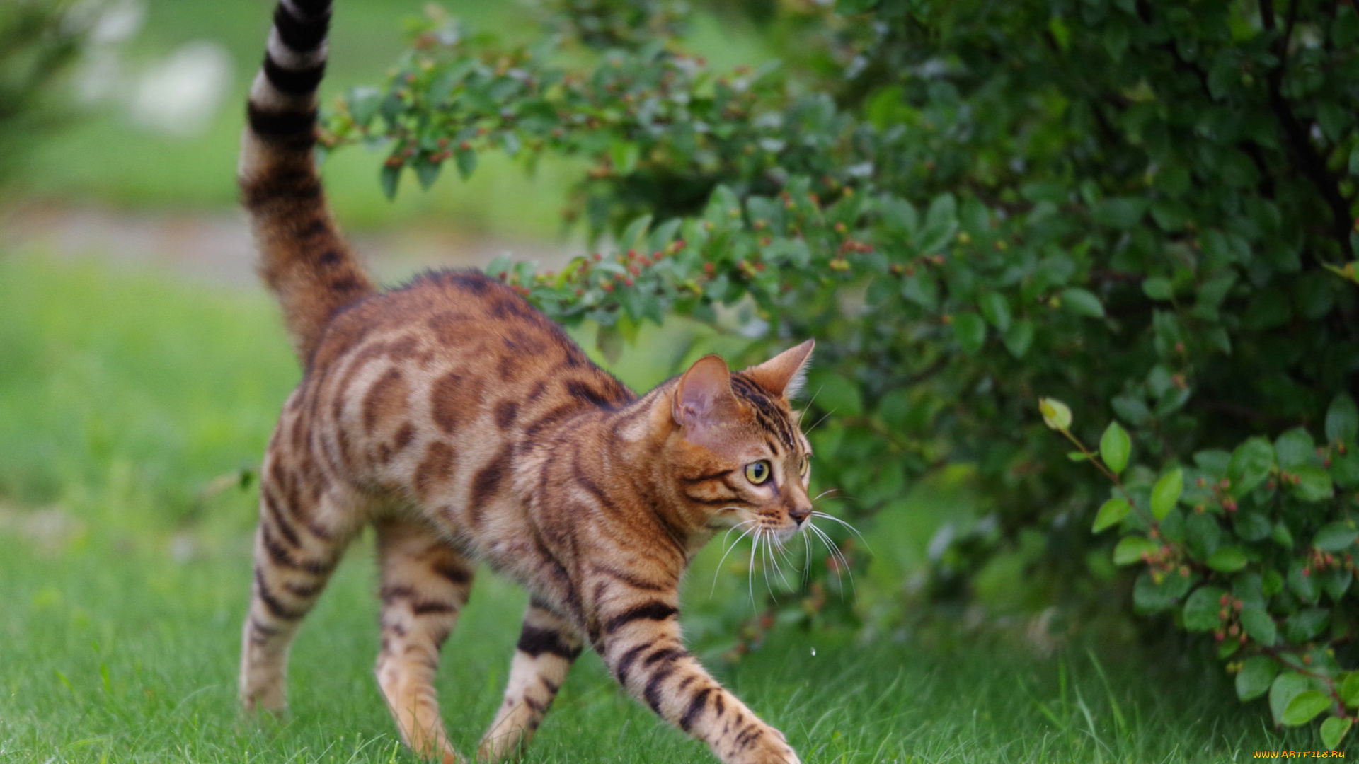 животные, коты, шерсть, окрас, кошка, животное, порода