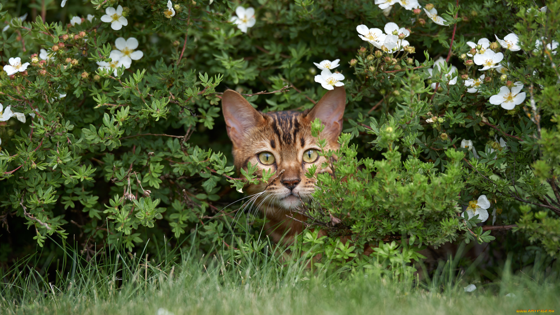 животные, коты, животное, окрас, кошка, порода, шерсть