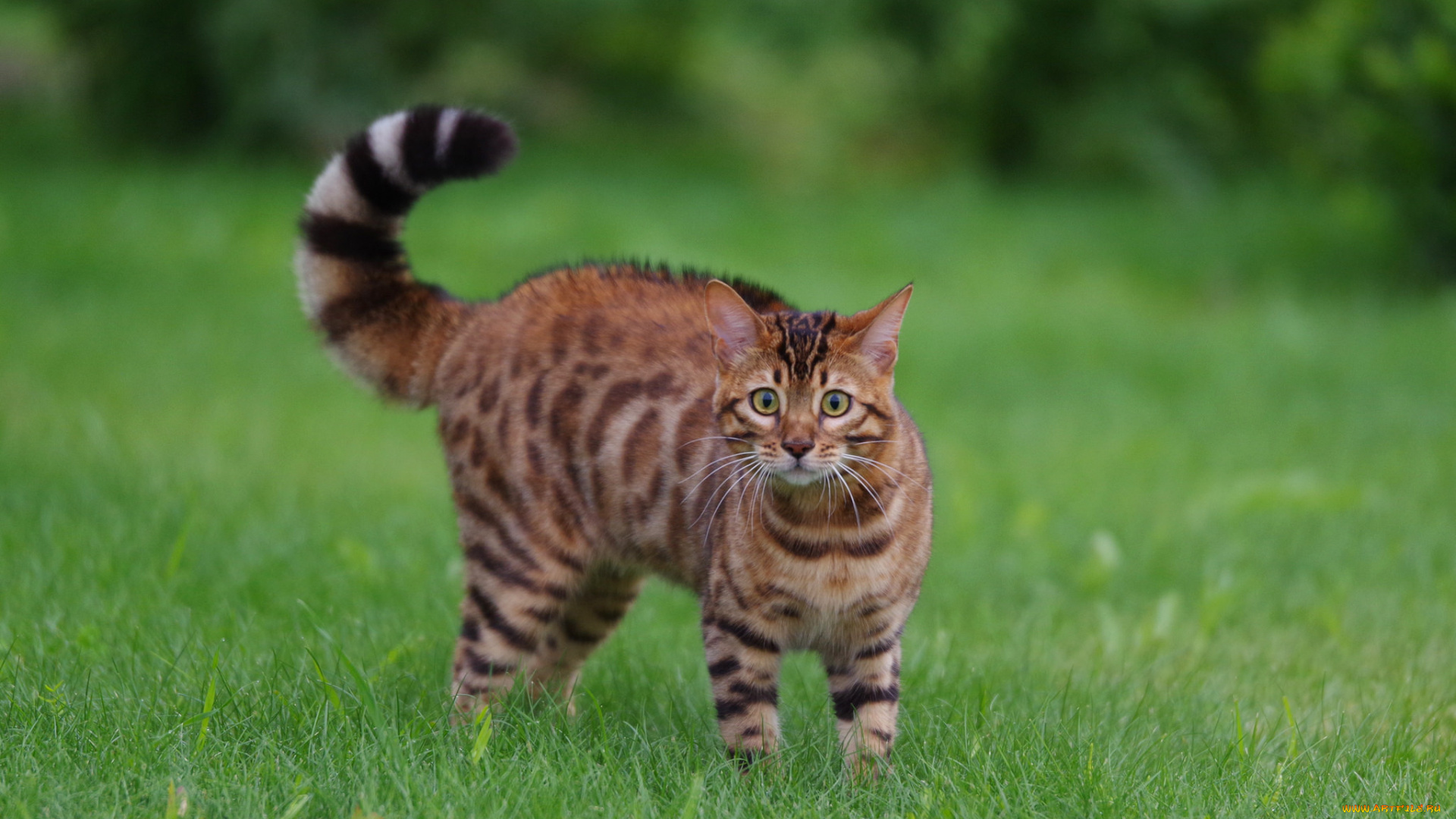 животные, коты, животное, шерсть, окрас, кошка, порода