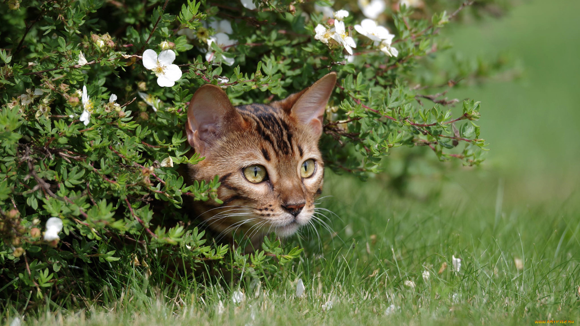 животные, коты, животное, взгляд, усы, фон, котик