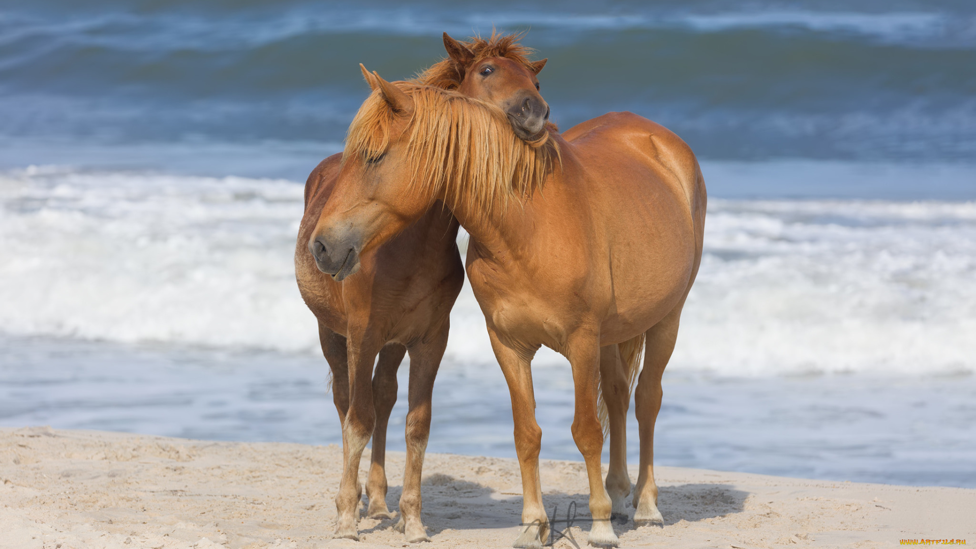 животные, лошади, грива, большая, окрас, лошадь