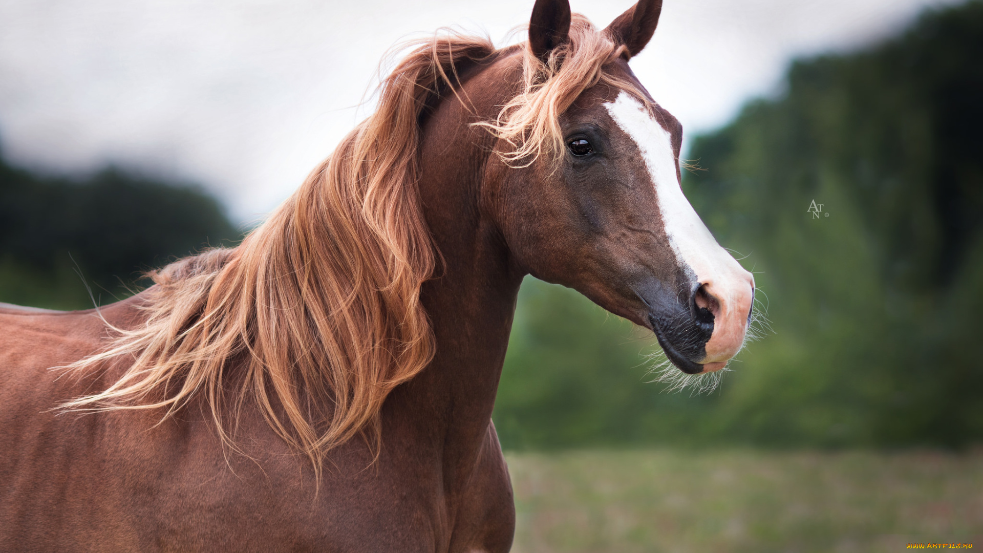 животные, лошади, handsome, horse, животное, красавцы, animal