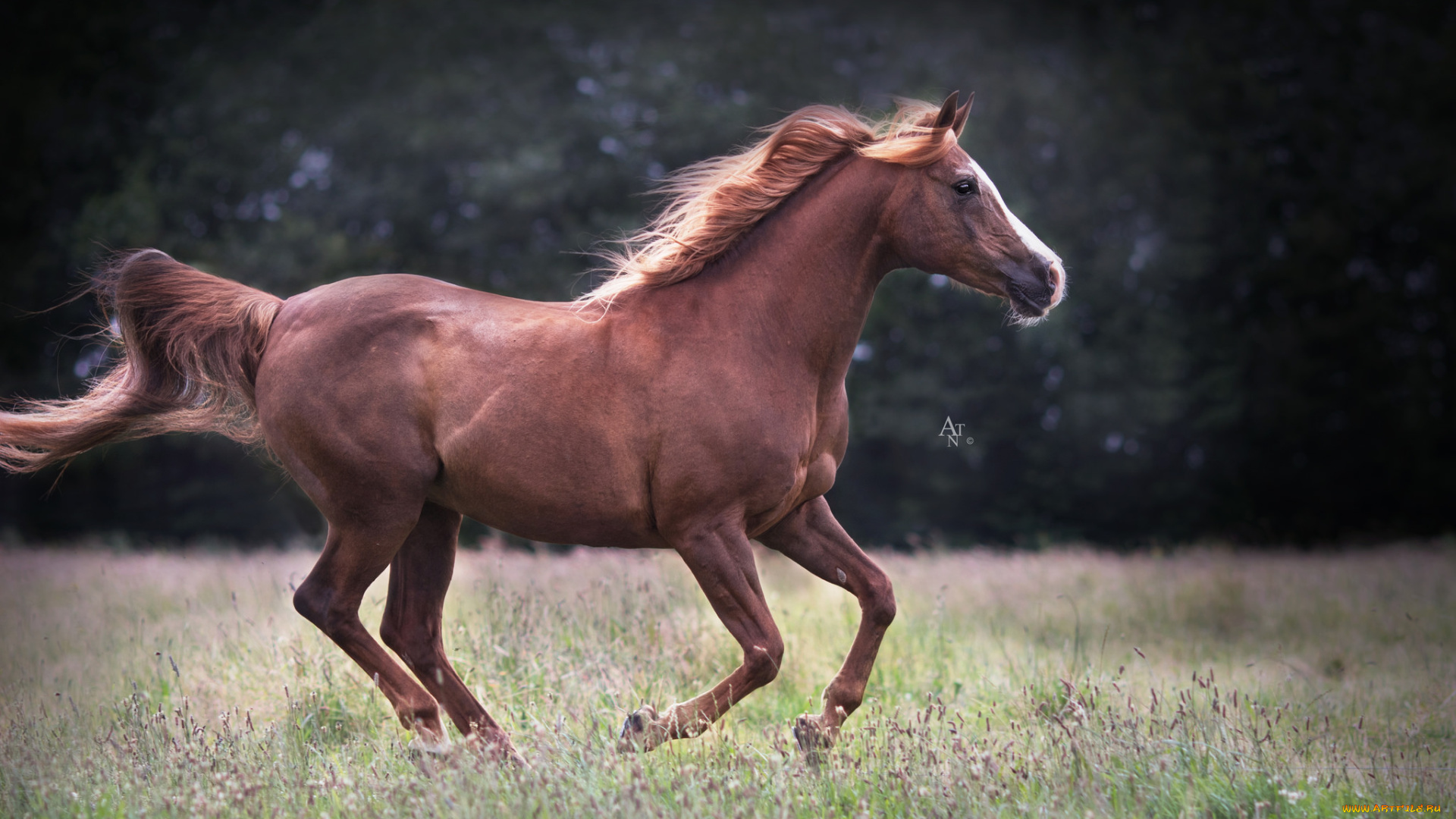 животные, лошади, handsome, красавцы, horse, animal, животное