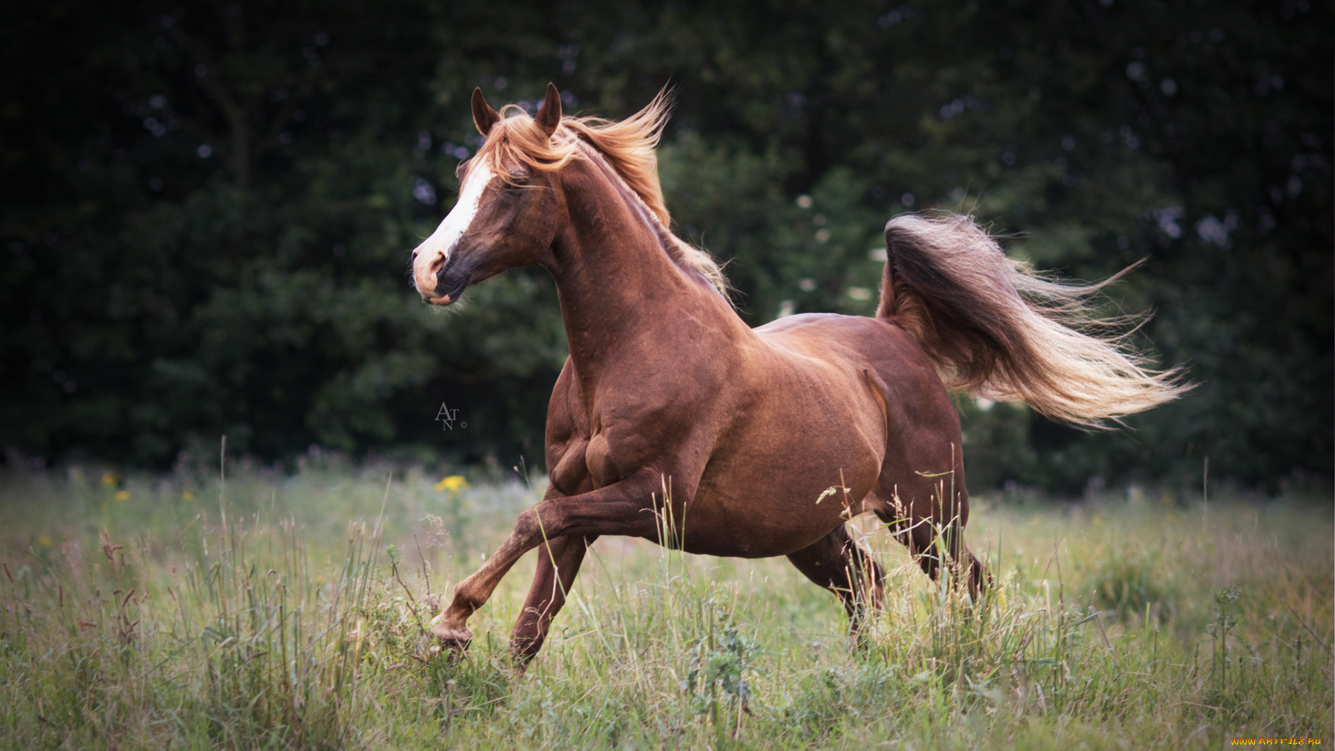 животные, лошади, лошадь, большая, грива, окрас
