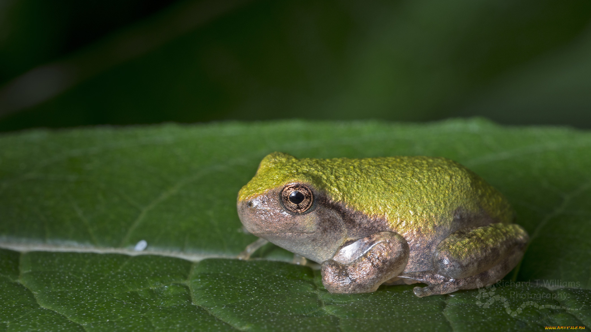 животные, лягушки, flower, frog, цветок, лягушка