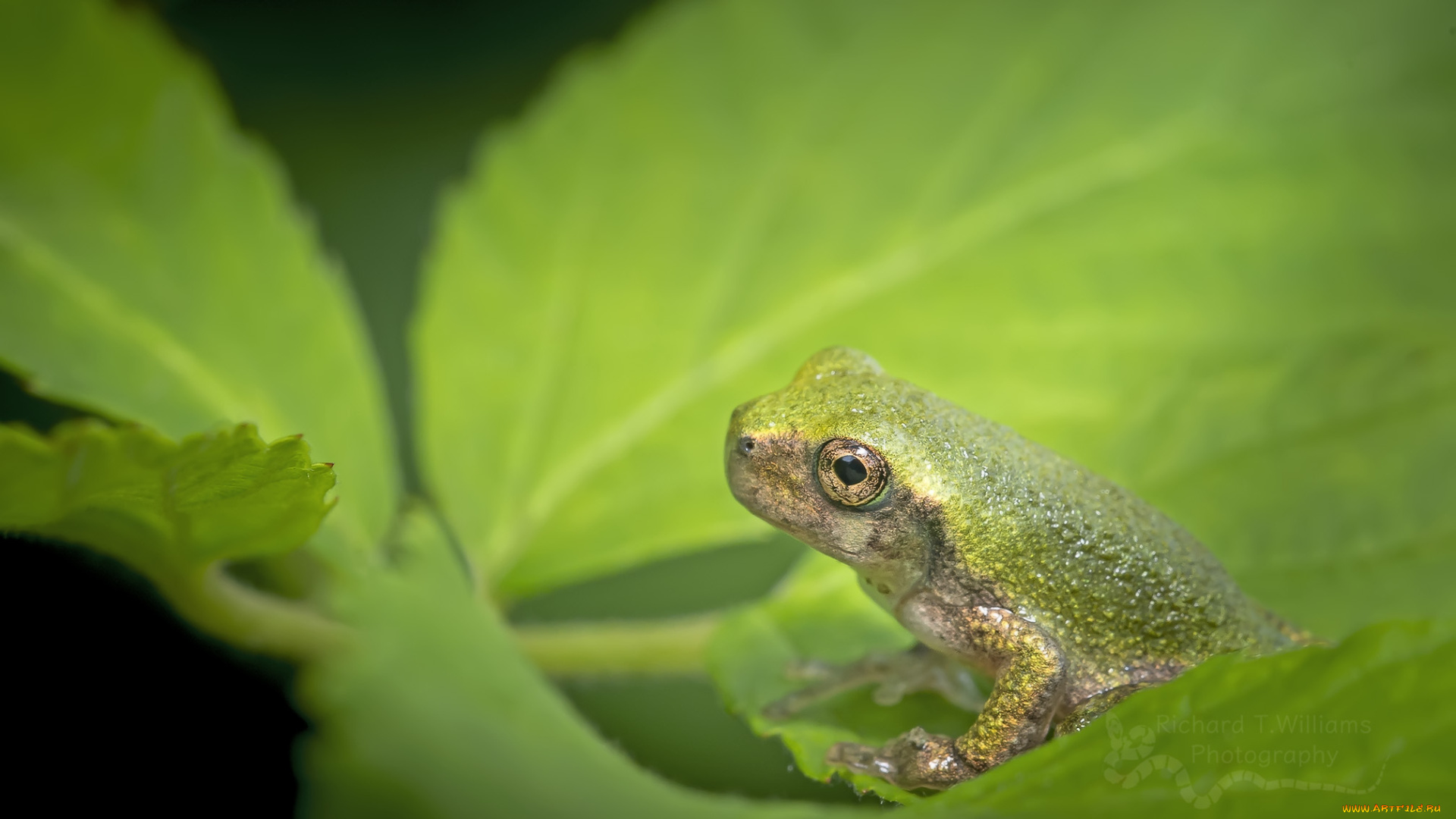 животные, лягушки, фон, макро, милая, окрас, лягушка