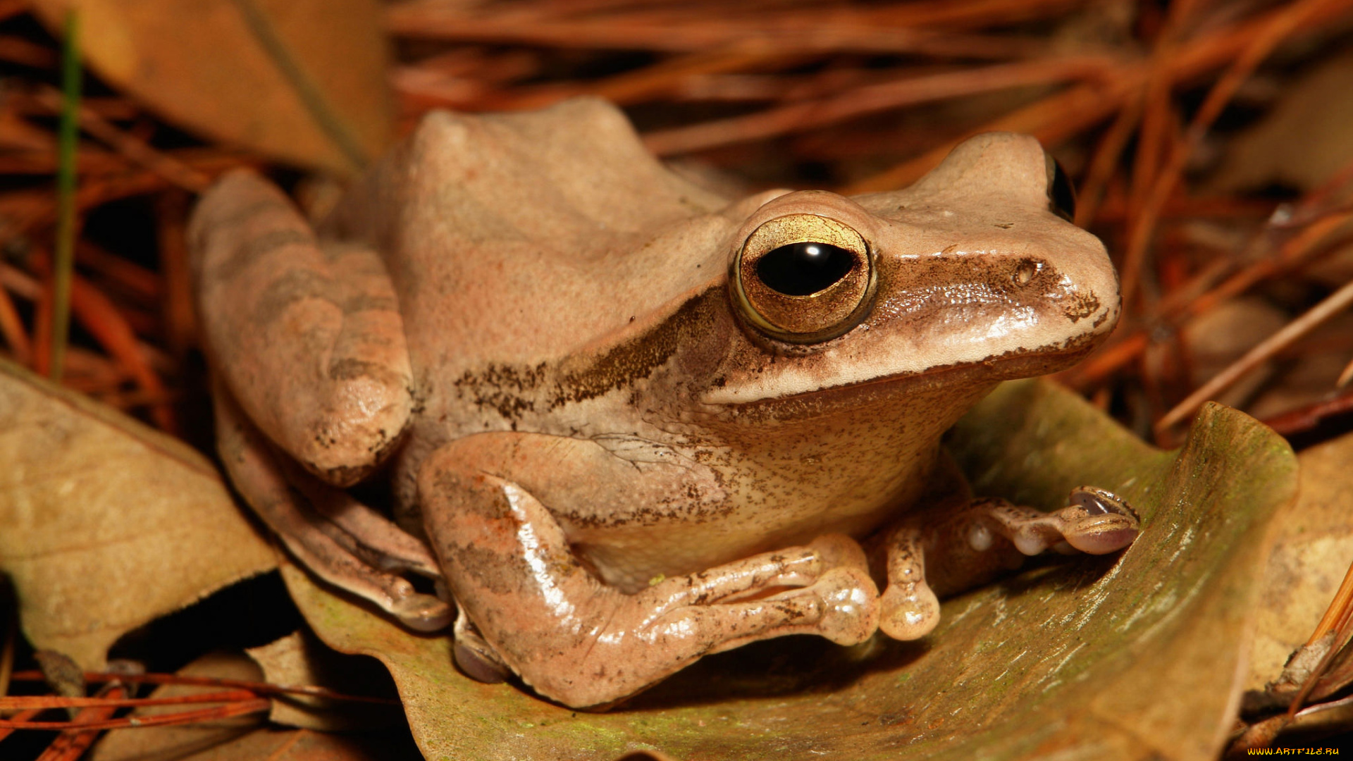 животные, лягушки, лягушка