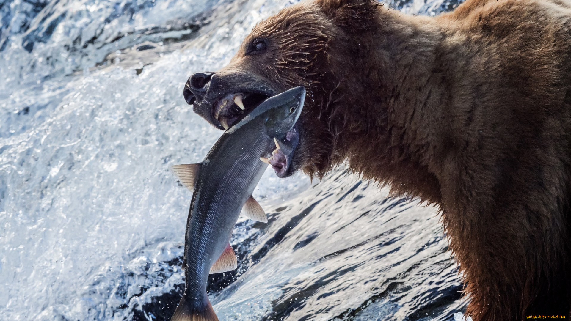 животные, медведи, аляска, медведь, рыба, река, рыбалка, гризли, вода, улов