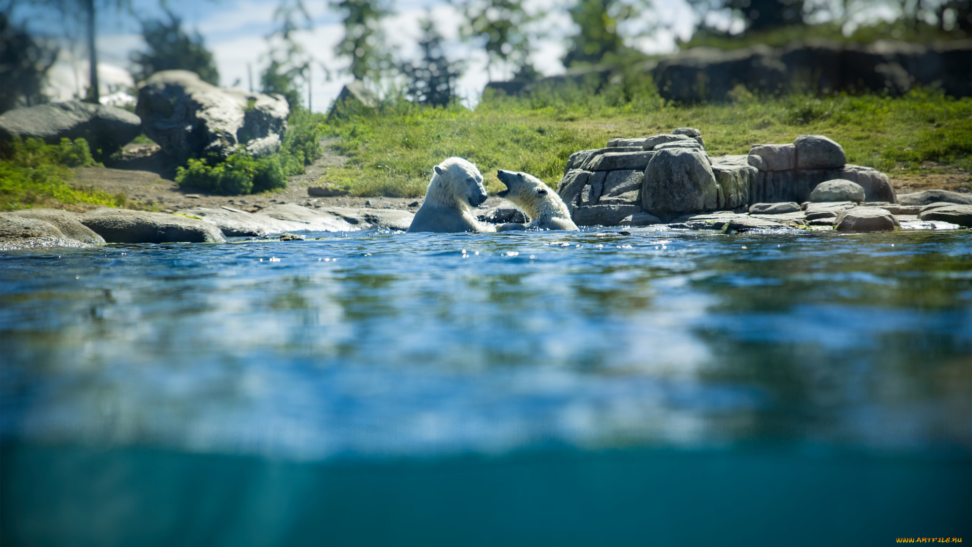животные, медведи, большой, лапы, шерсть, мишка
