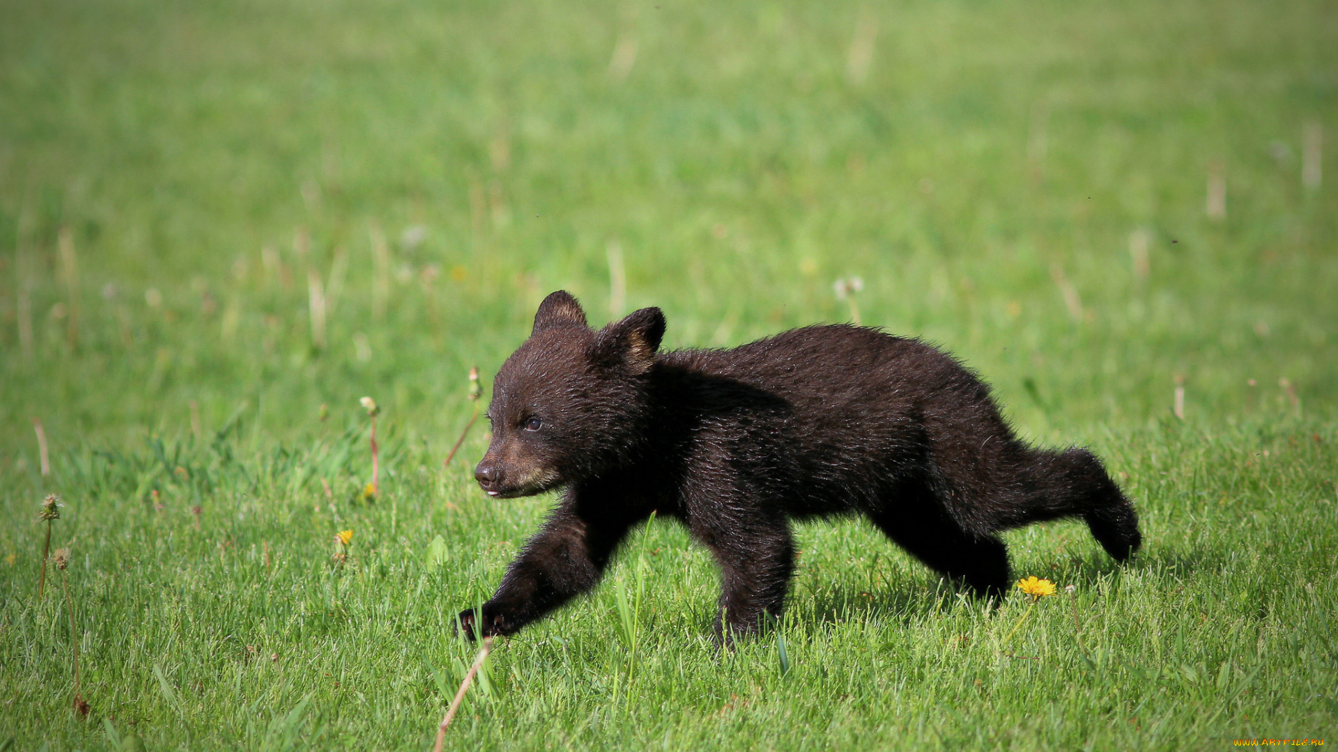 животные, медведи, животное, большой, шерсть, мишка, медведь