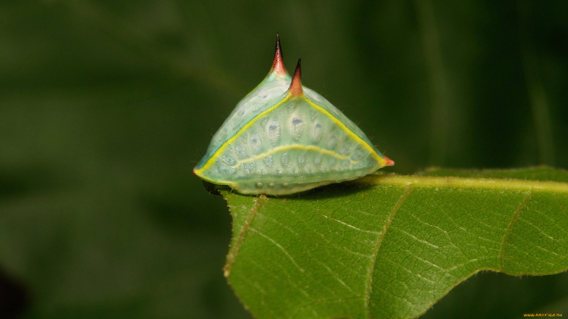 животные, насекомые, макро