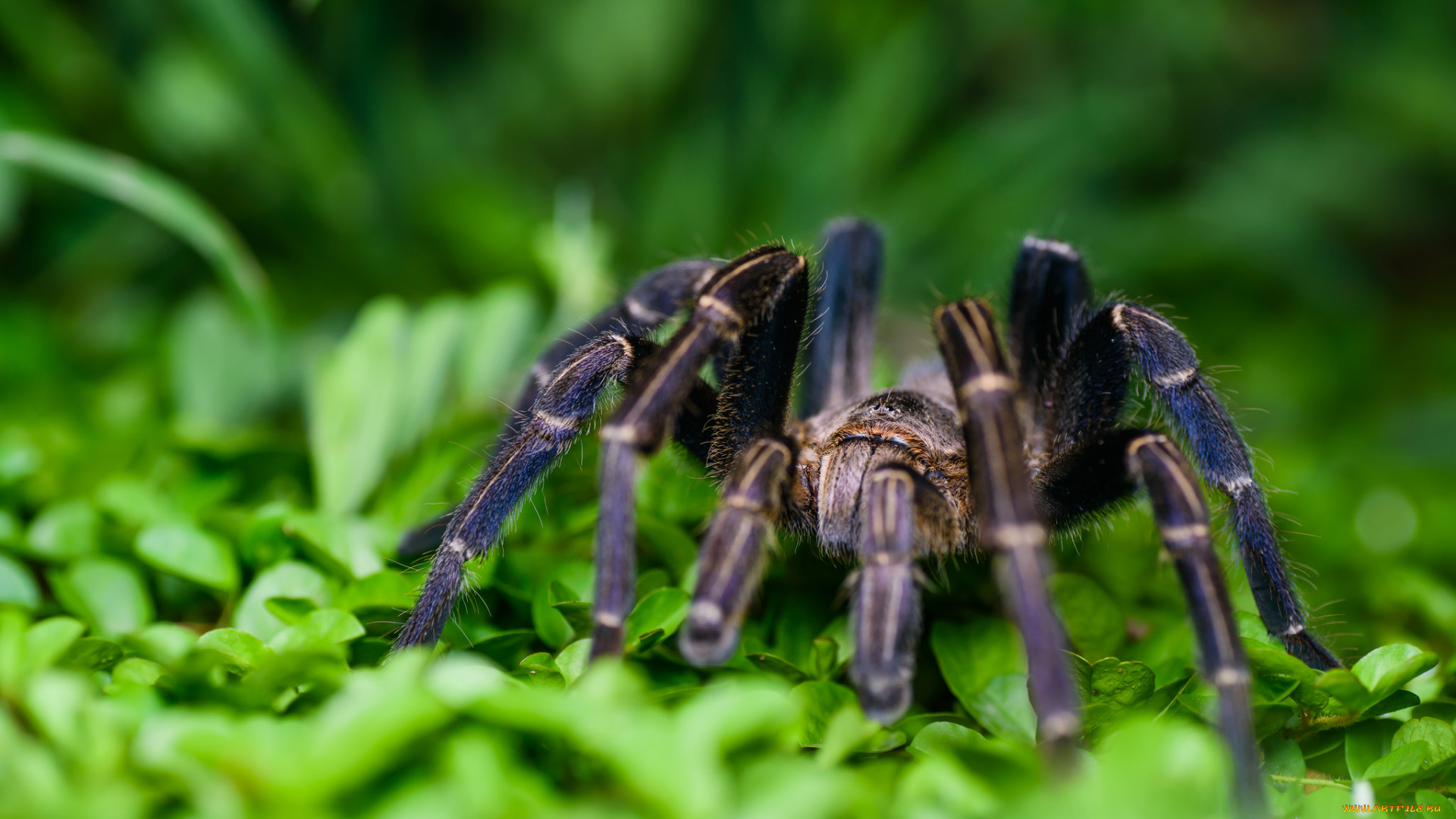животные, пауки, макро, фон, глаза, паук