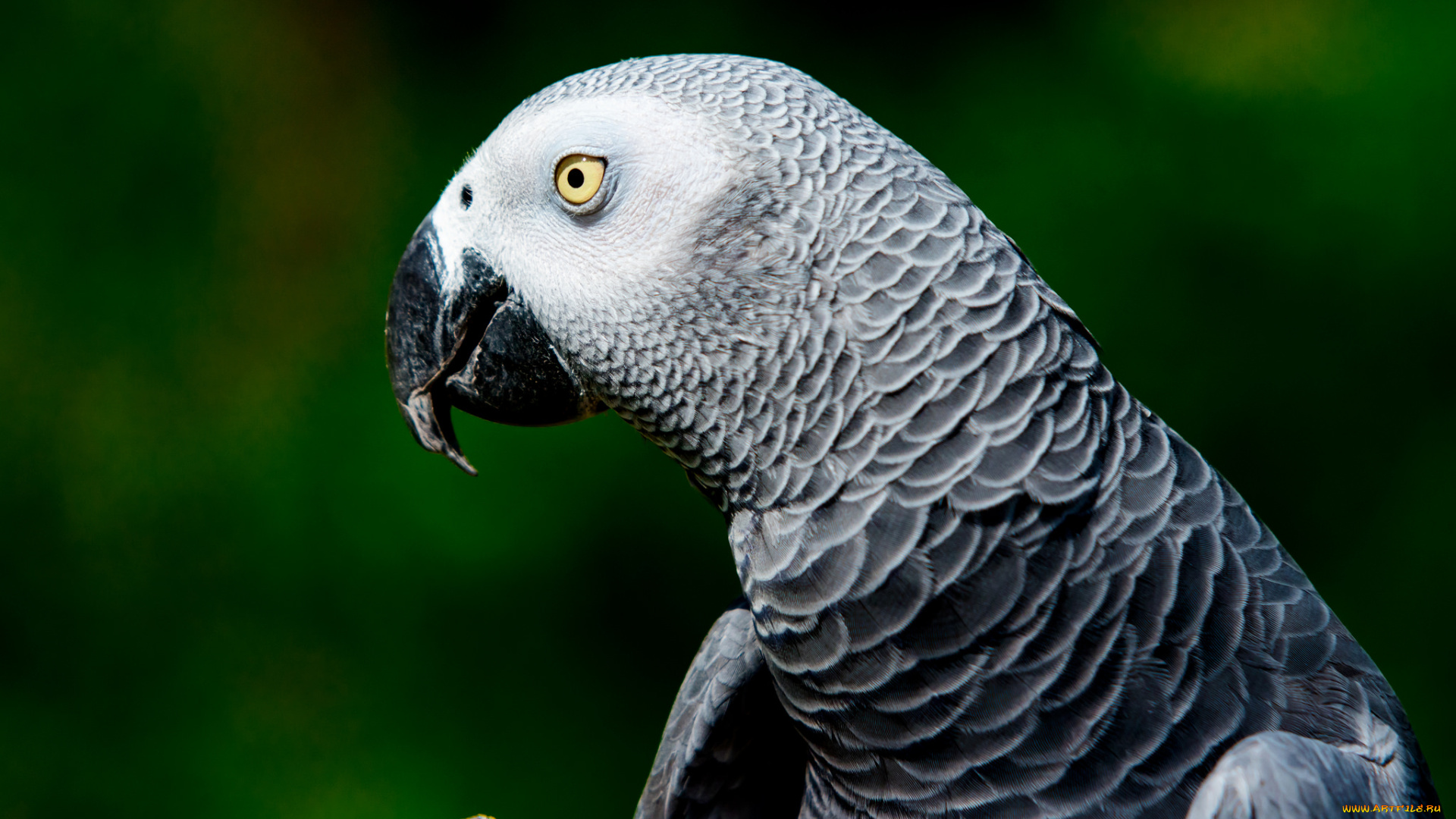 животные, попугаи, крылья, клюв, перья, окрас, попугай