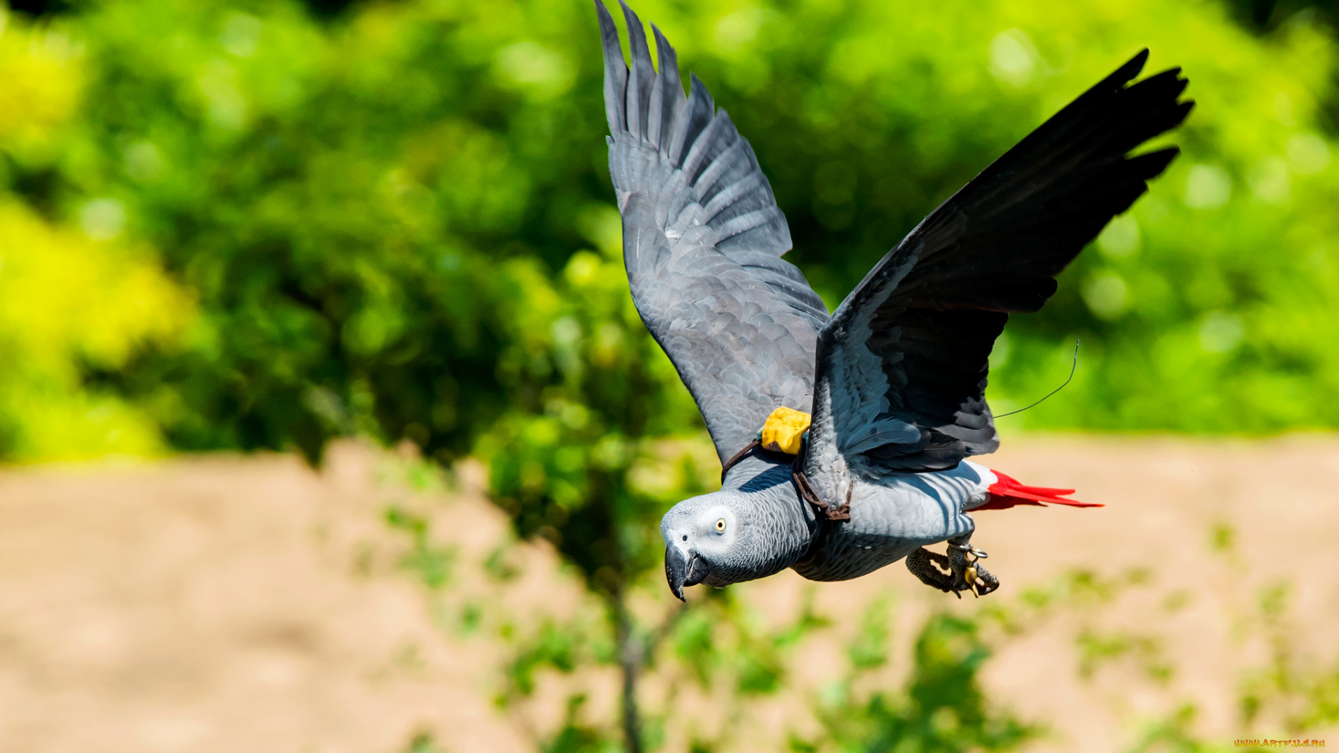 животные, попугаи, перья, попугай, птица, окрас