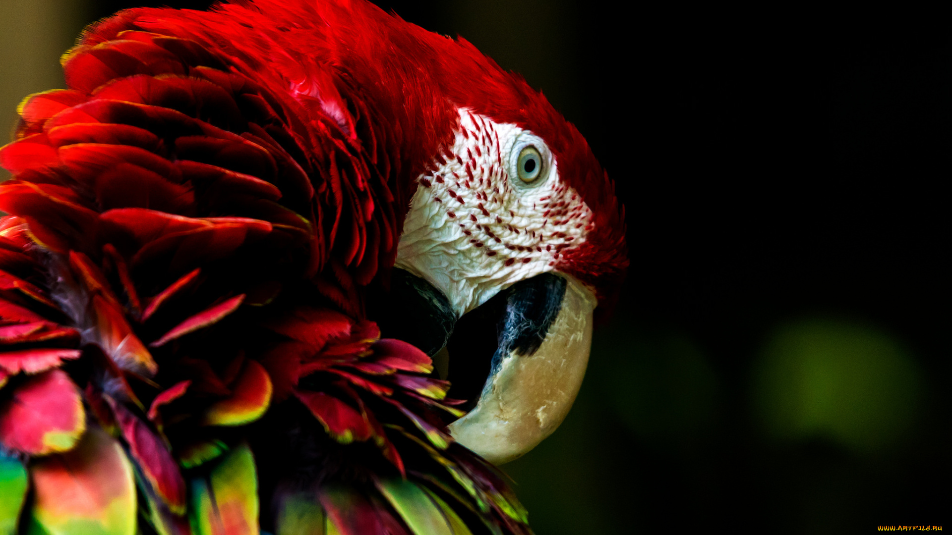 животные, попугаи, птица, клювик, перья, окрас, попугай