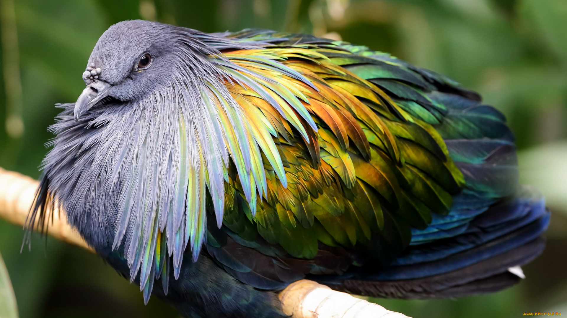 животные, птицы, окрас, забавная, птица, перья