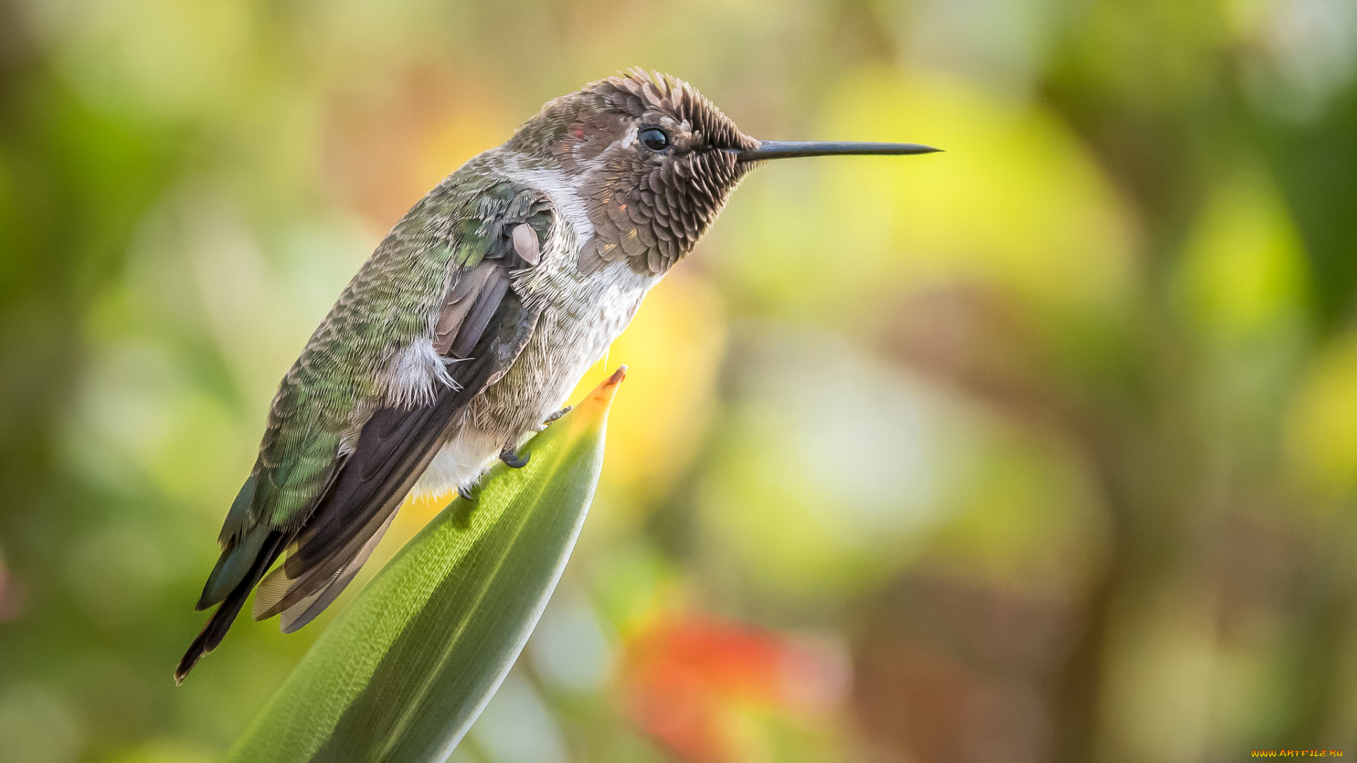животные, птицы, перья, птица, милашка, окрас