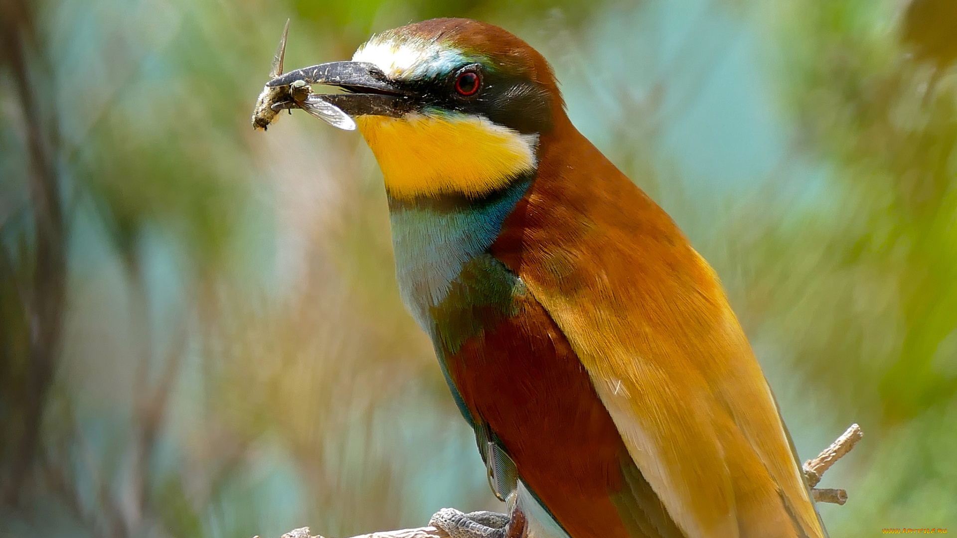 животные, птицы, птица, окрас, перья