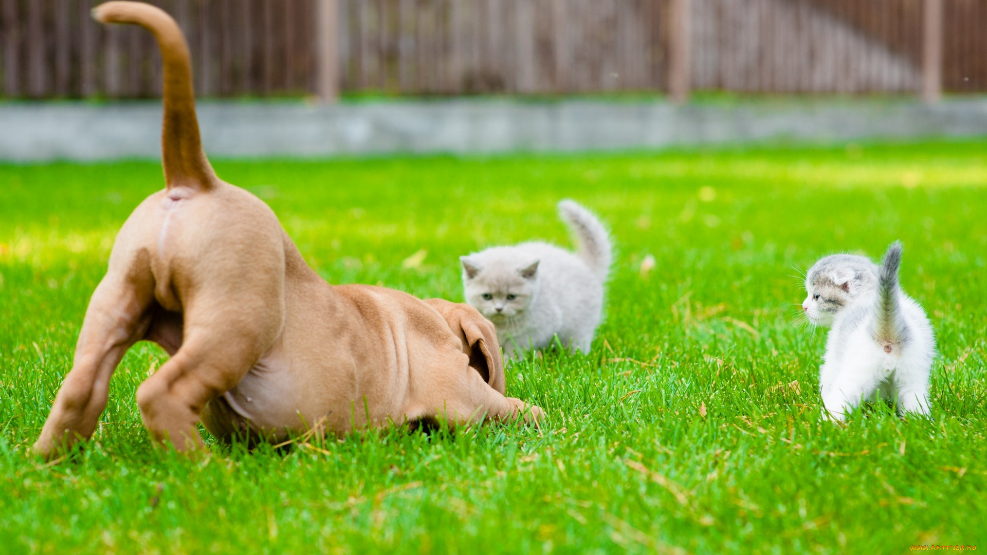 животные, разные, вместе, трава, трое, котята