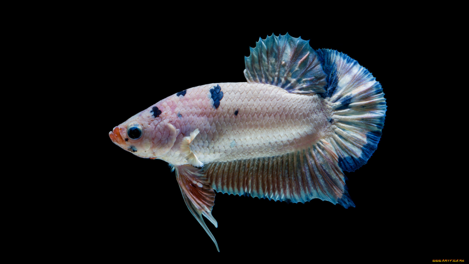 животные, рыбы, рыбка