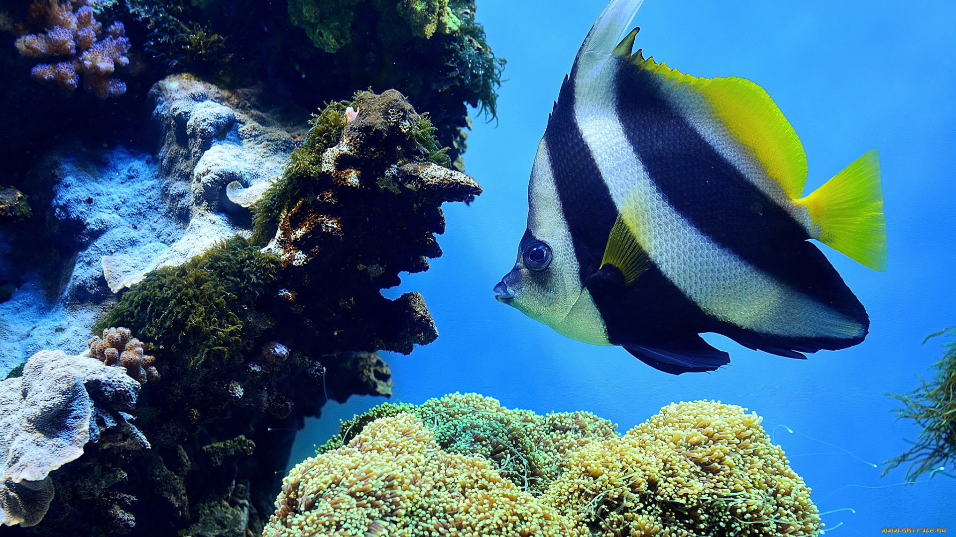 животные, рыбы, рыбка