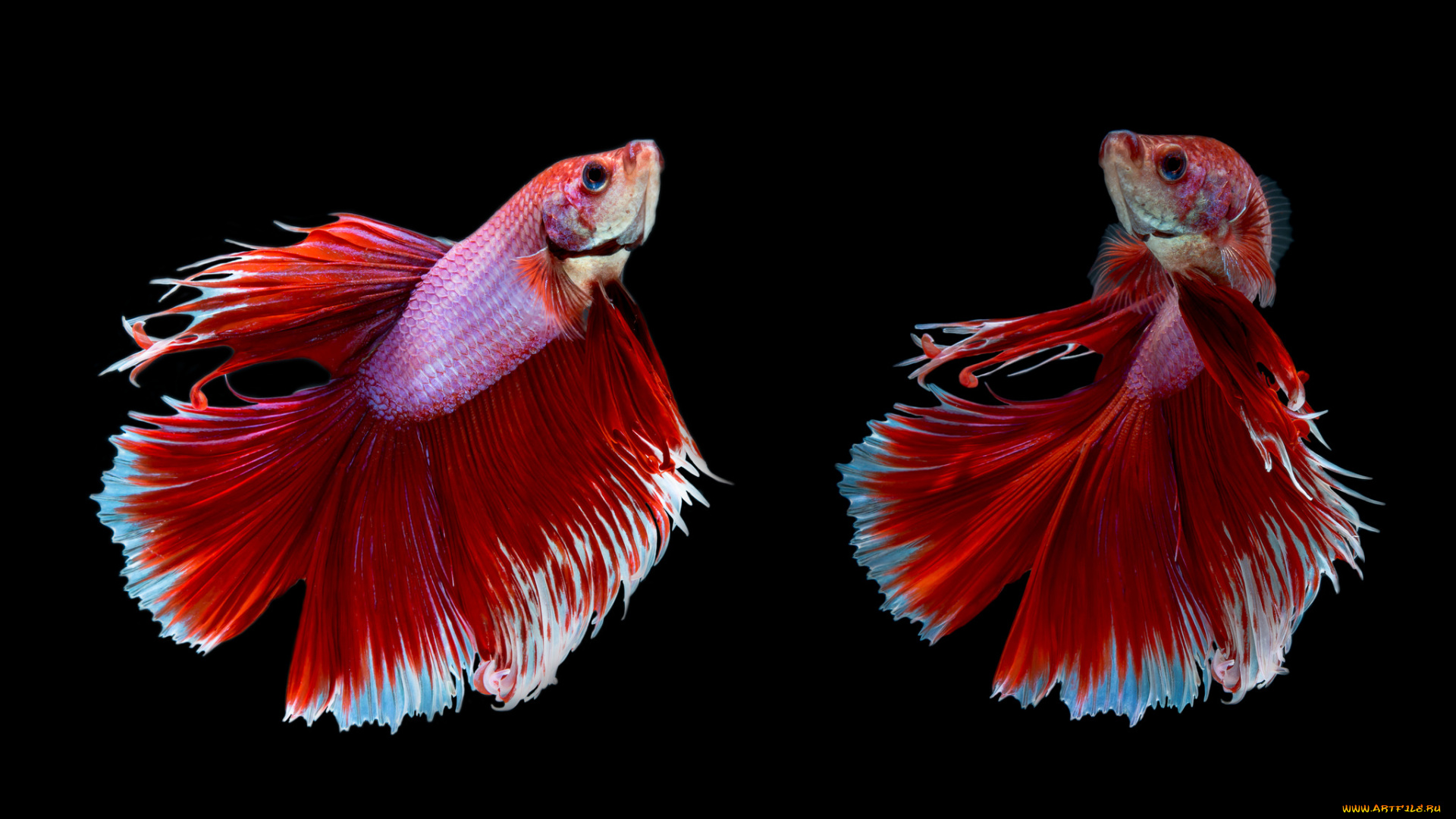 животные, рыбы, рыбка