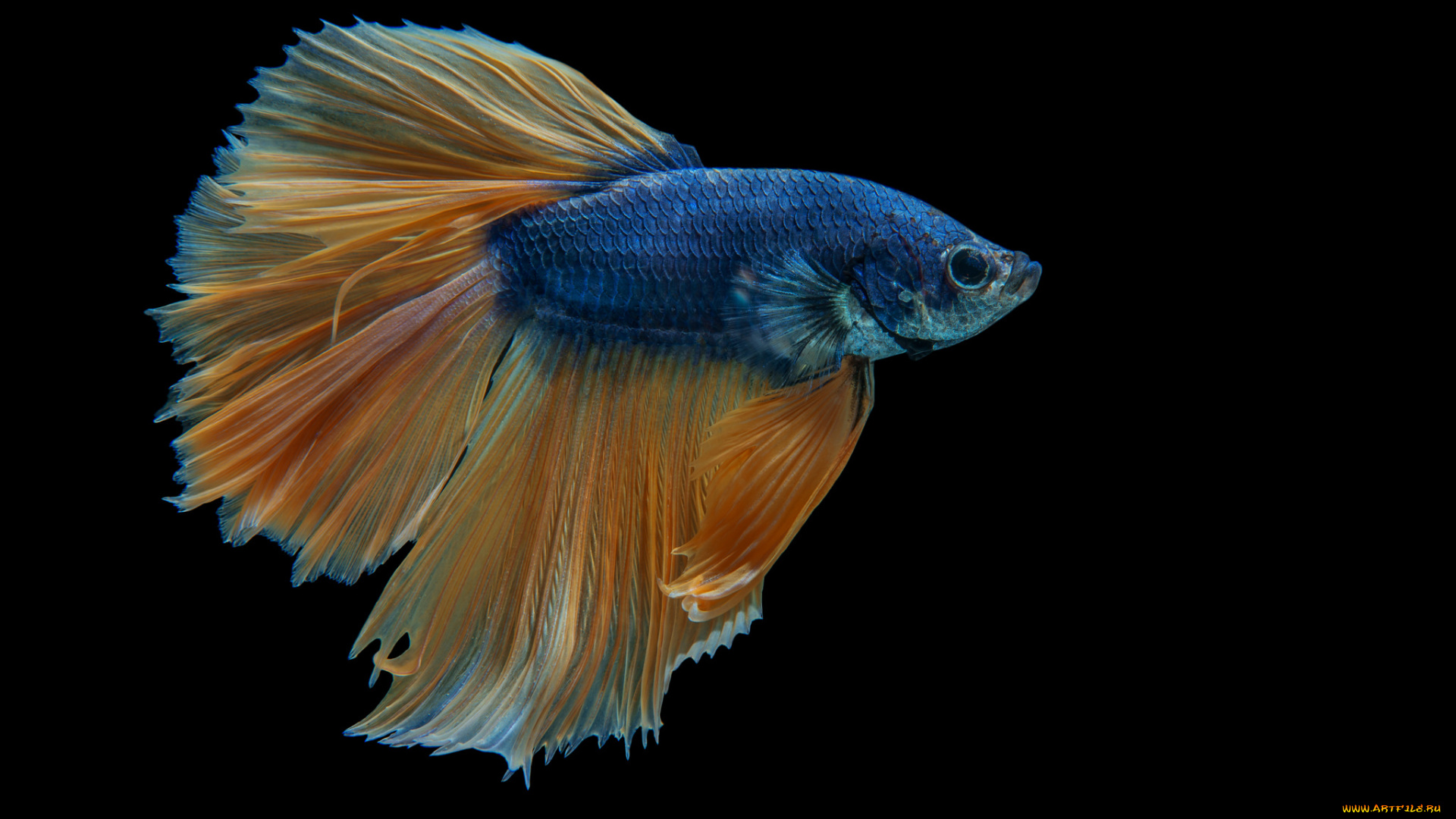 животные, рыбы, рыбка