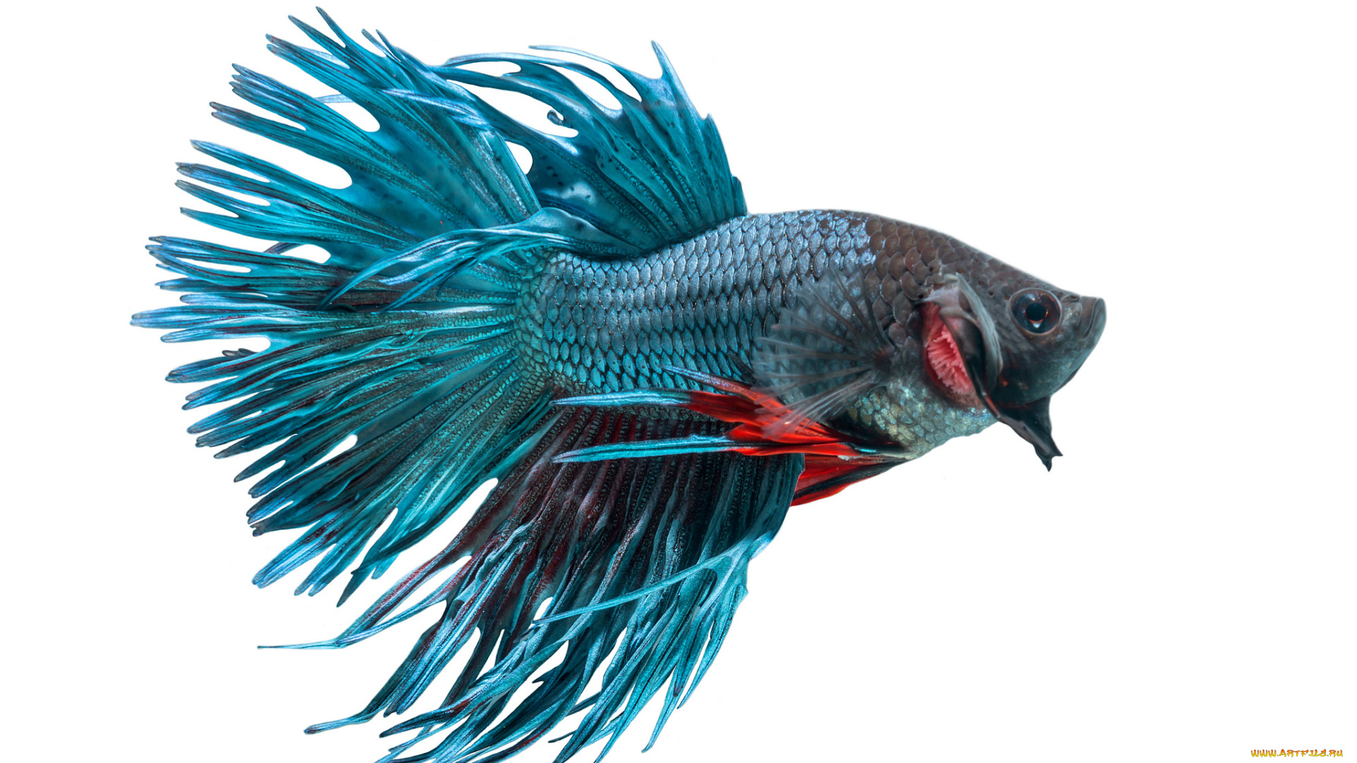 животные, рыбы, рыбка