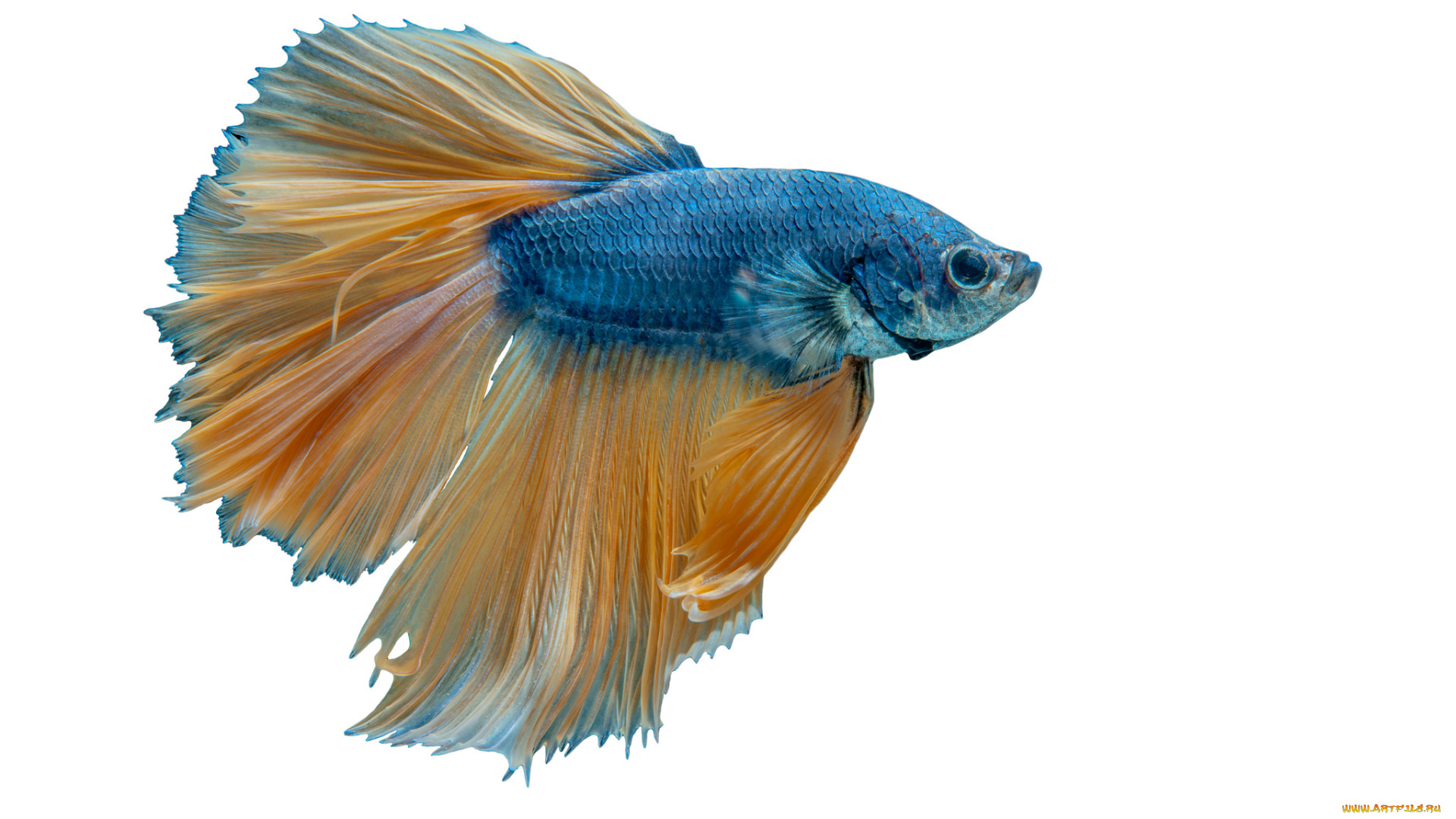 животные, рыбы, рыбка