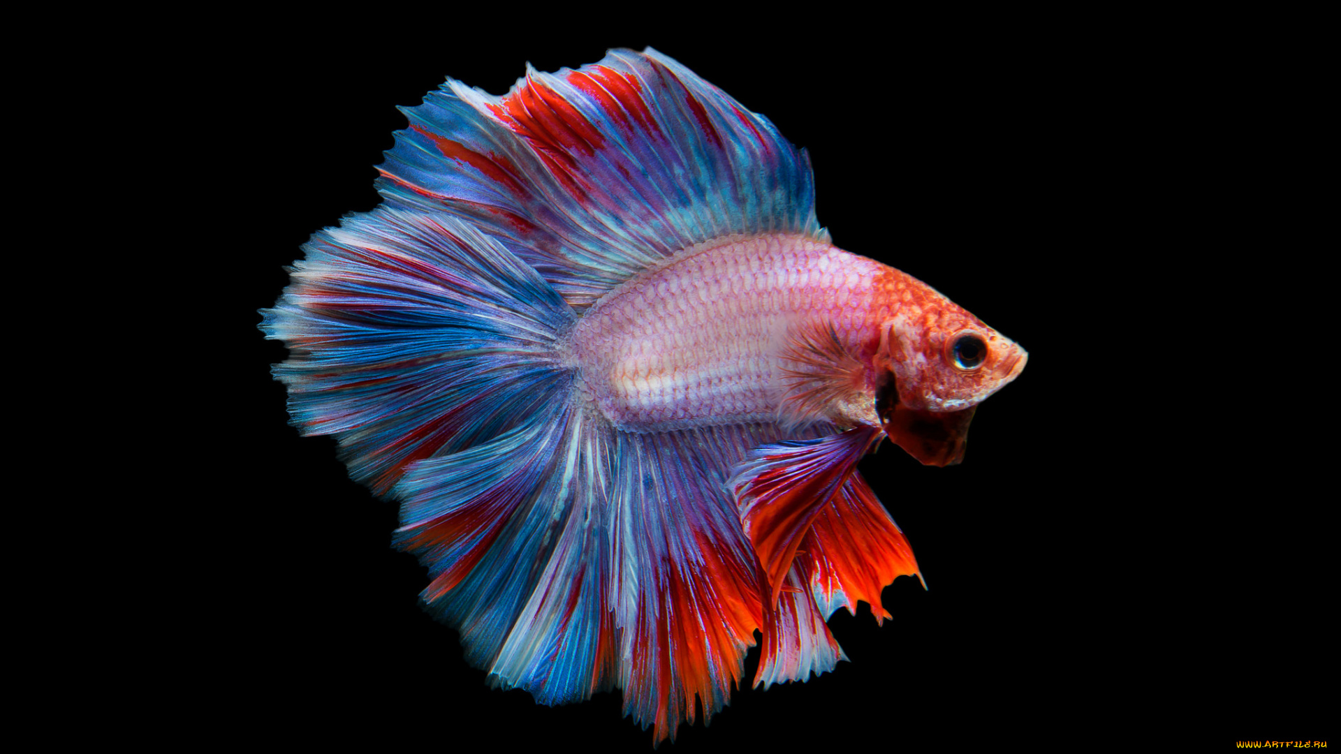 животные, рыбы, рыбка