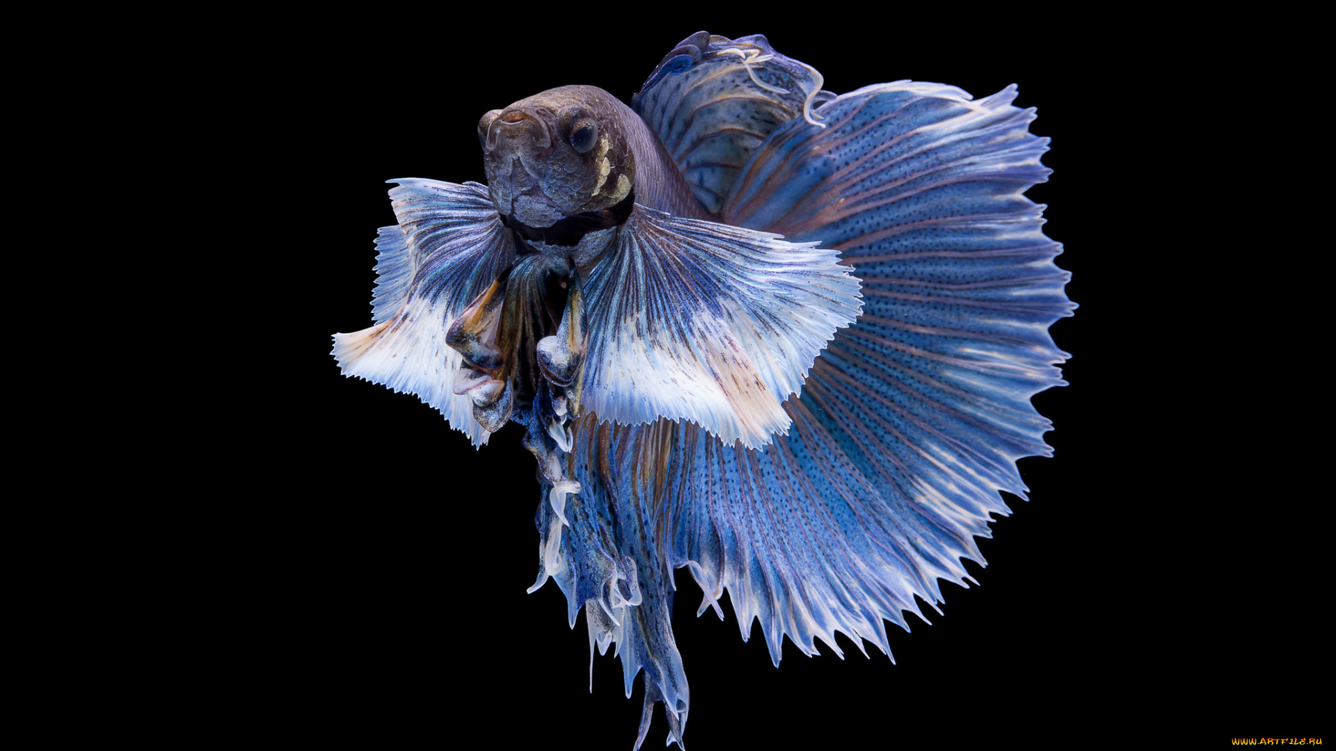 животные, рыбы, рыбка