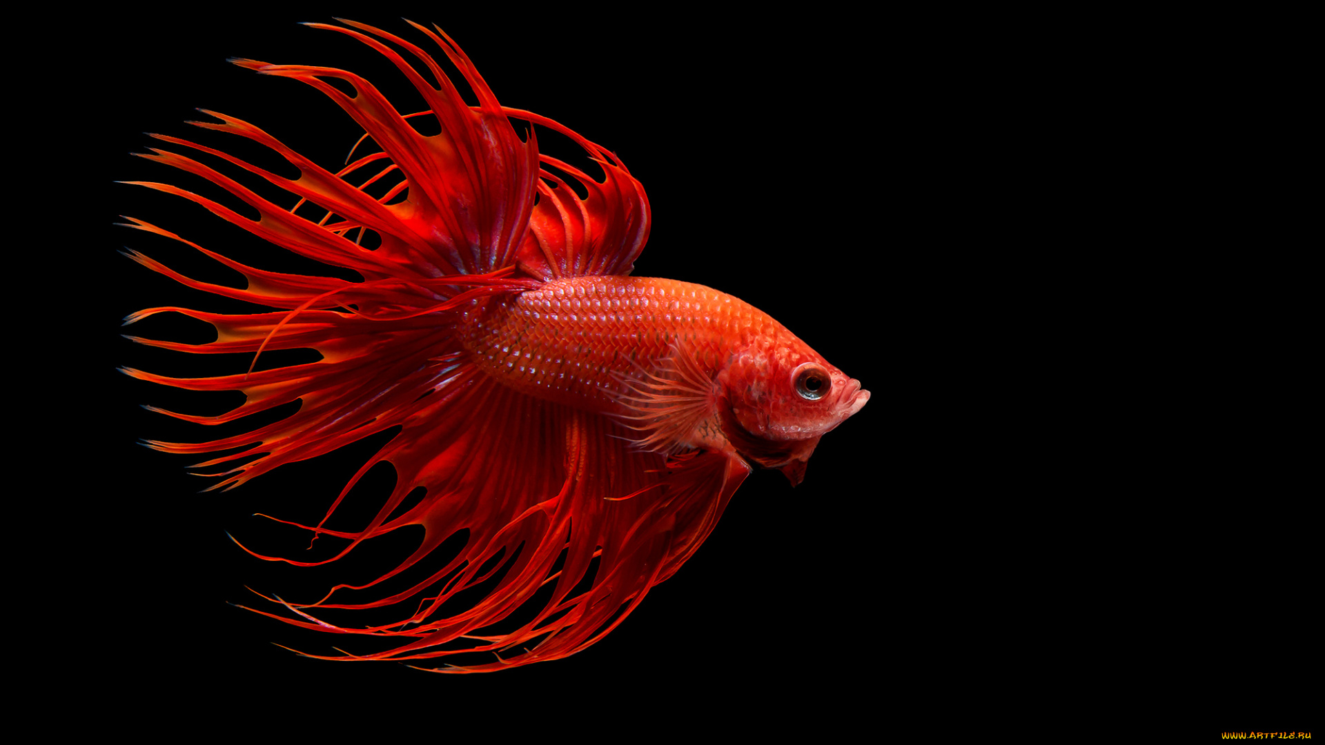 животные, рыбы, рыбка