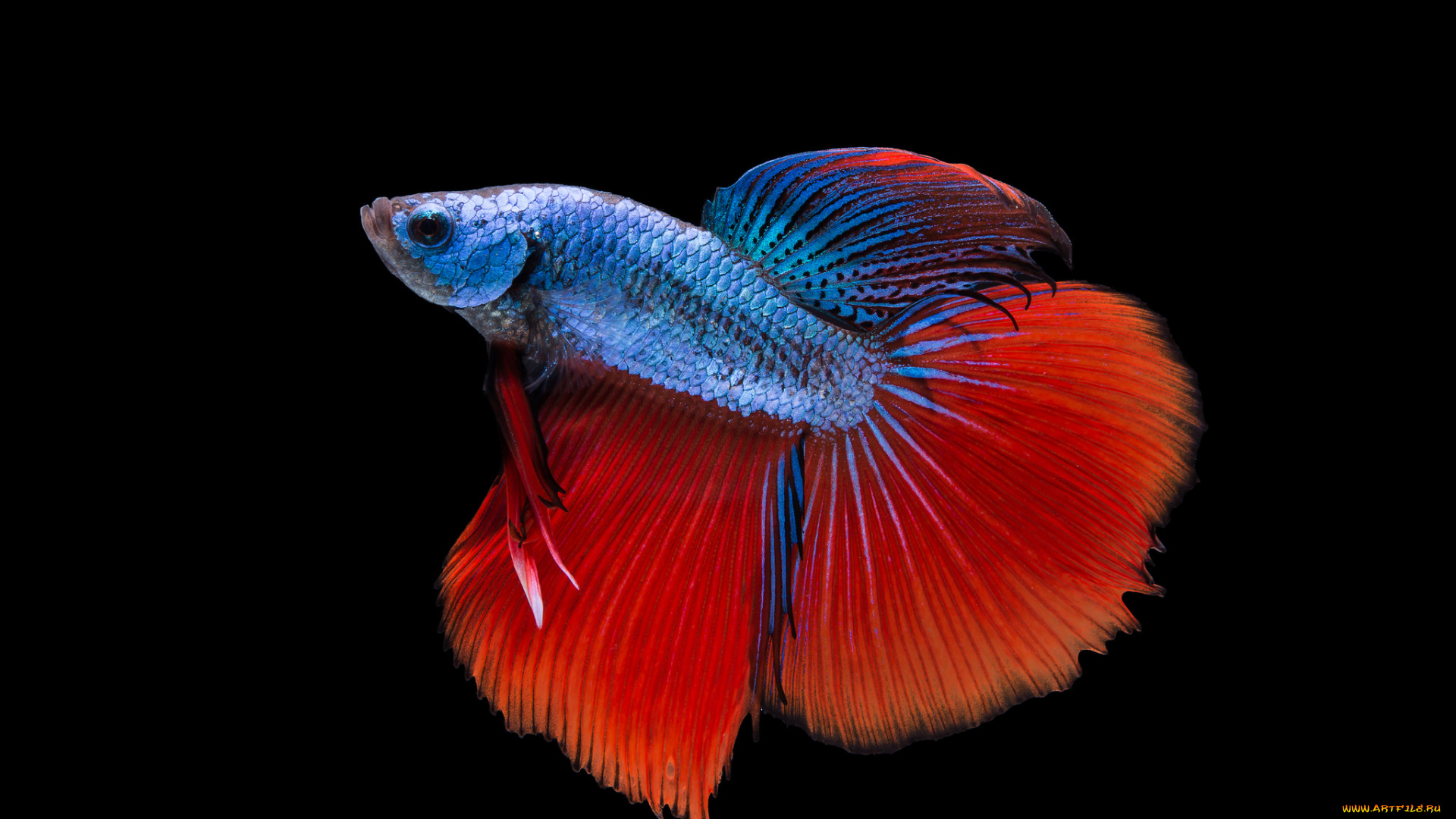 животные, рыбы, рыбка