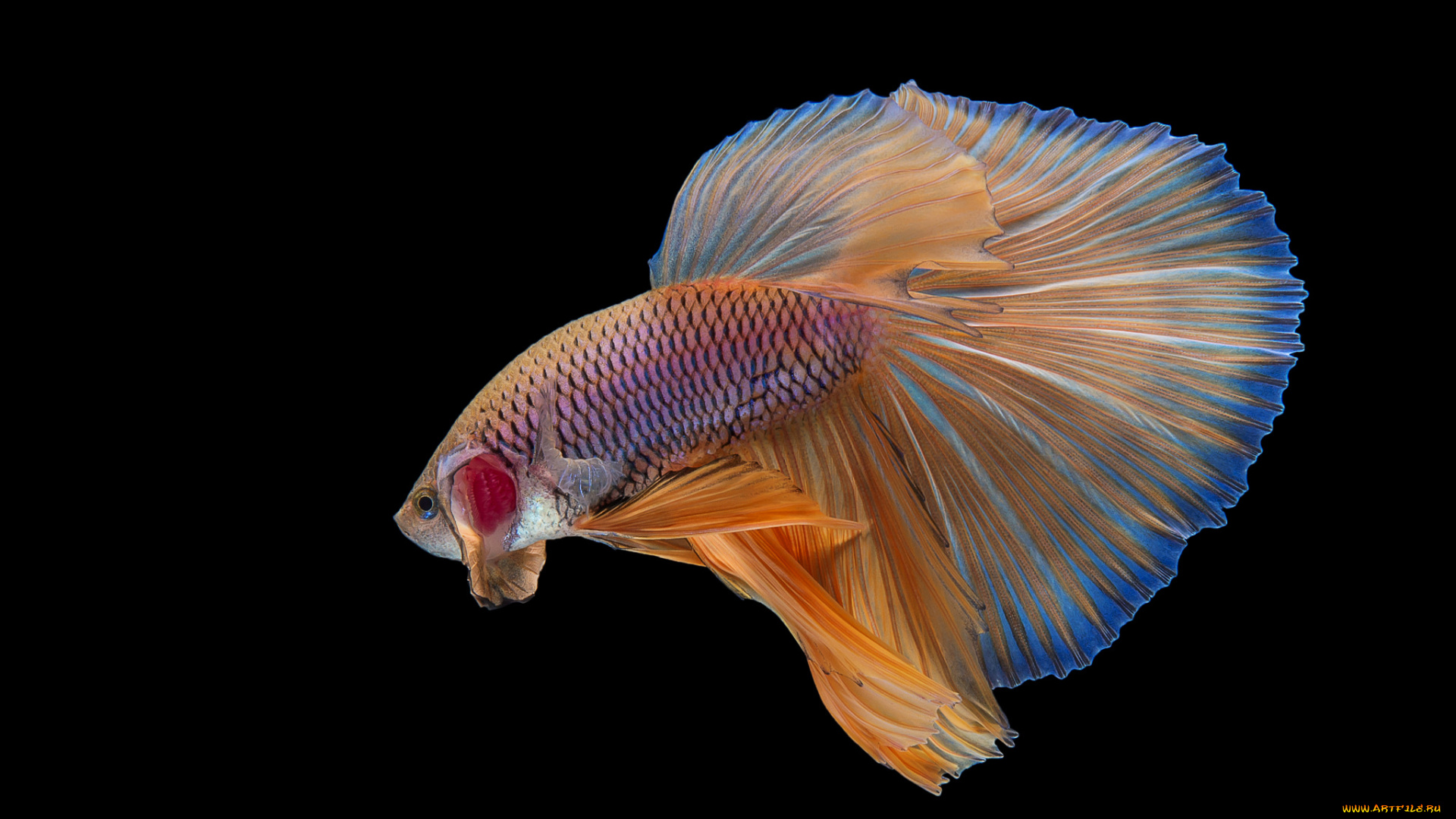 животные, рыбы, рыбка