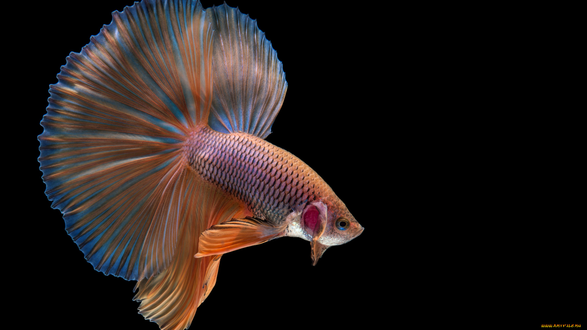 животные, рыбы, рыбка