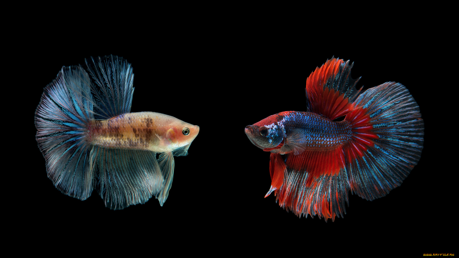 животные, рыбы, рыбка