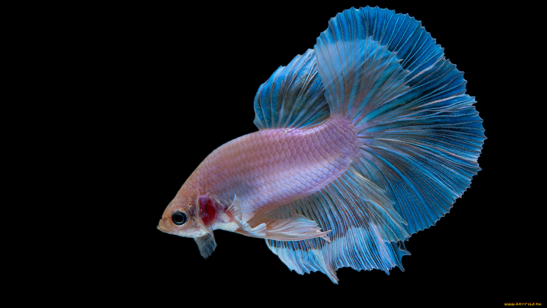 животные, рыбы, рыбка